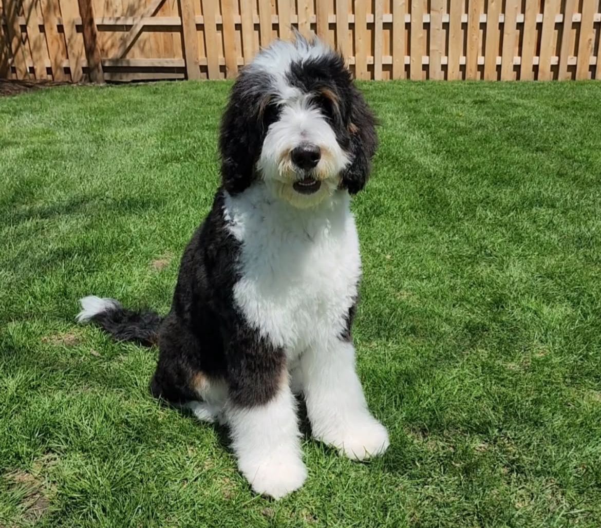 Adult F1 tricolor bernedoodle sitting in the backyard