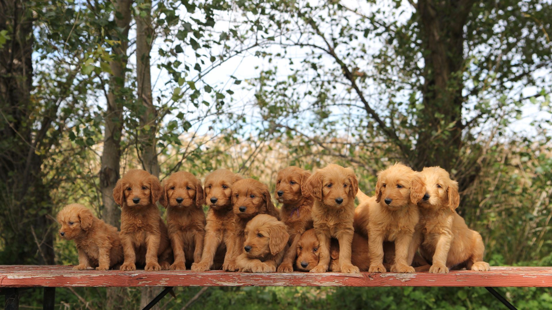 group of 11 standard goldendoodle puppies outside 