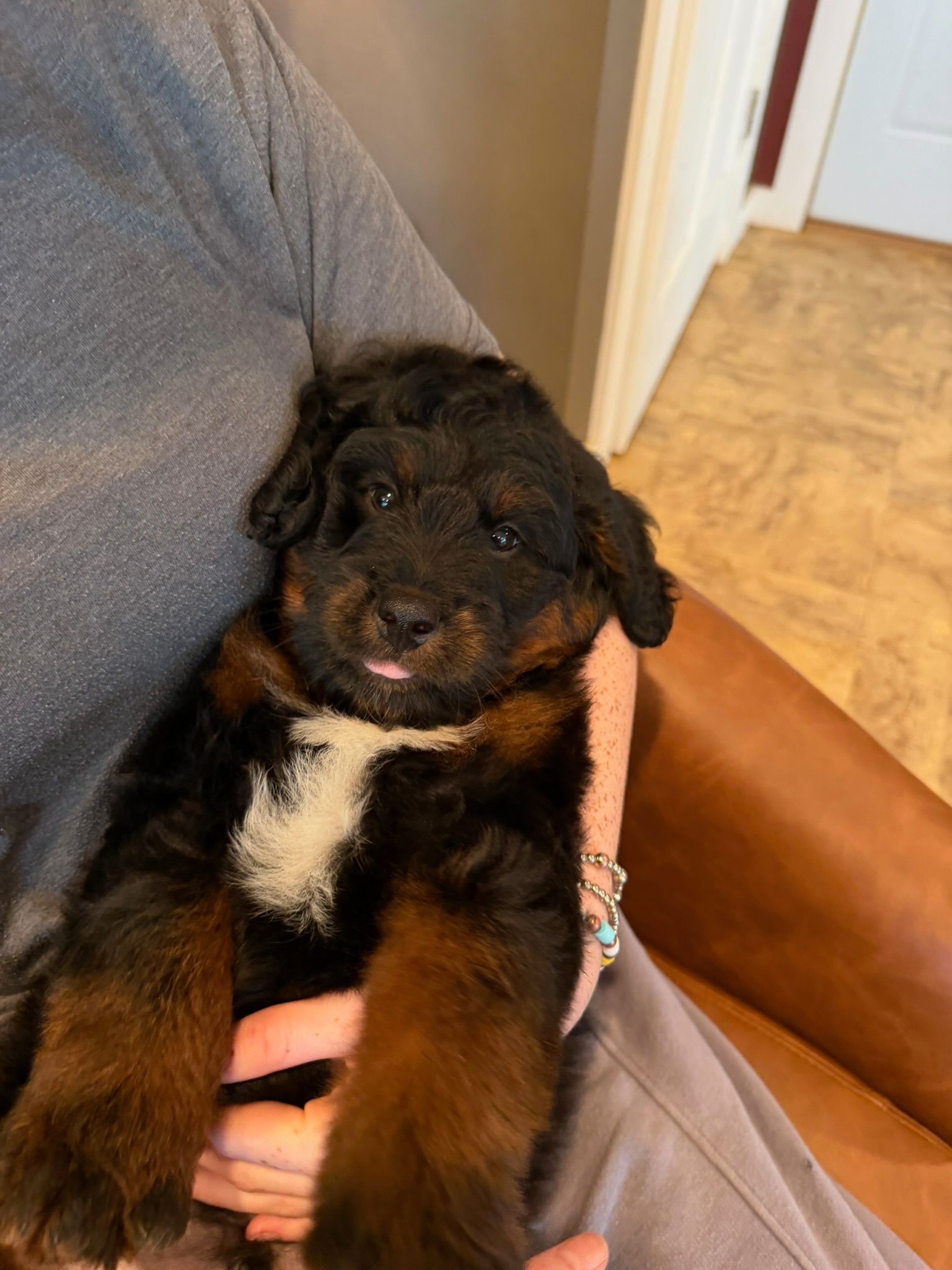 bernedoodle puppy being held Licensed Iowa breeder
