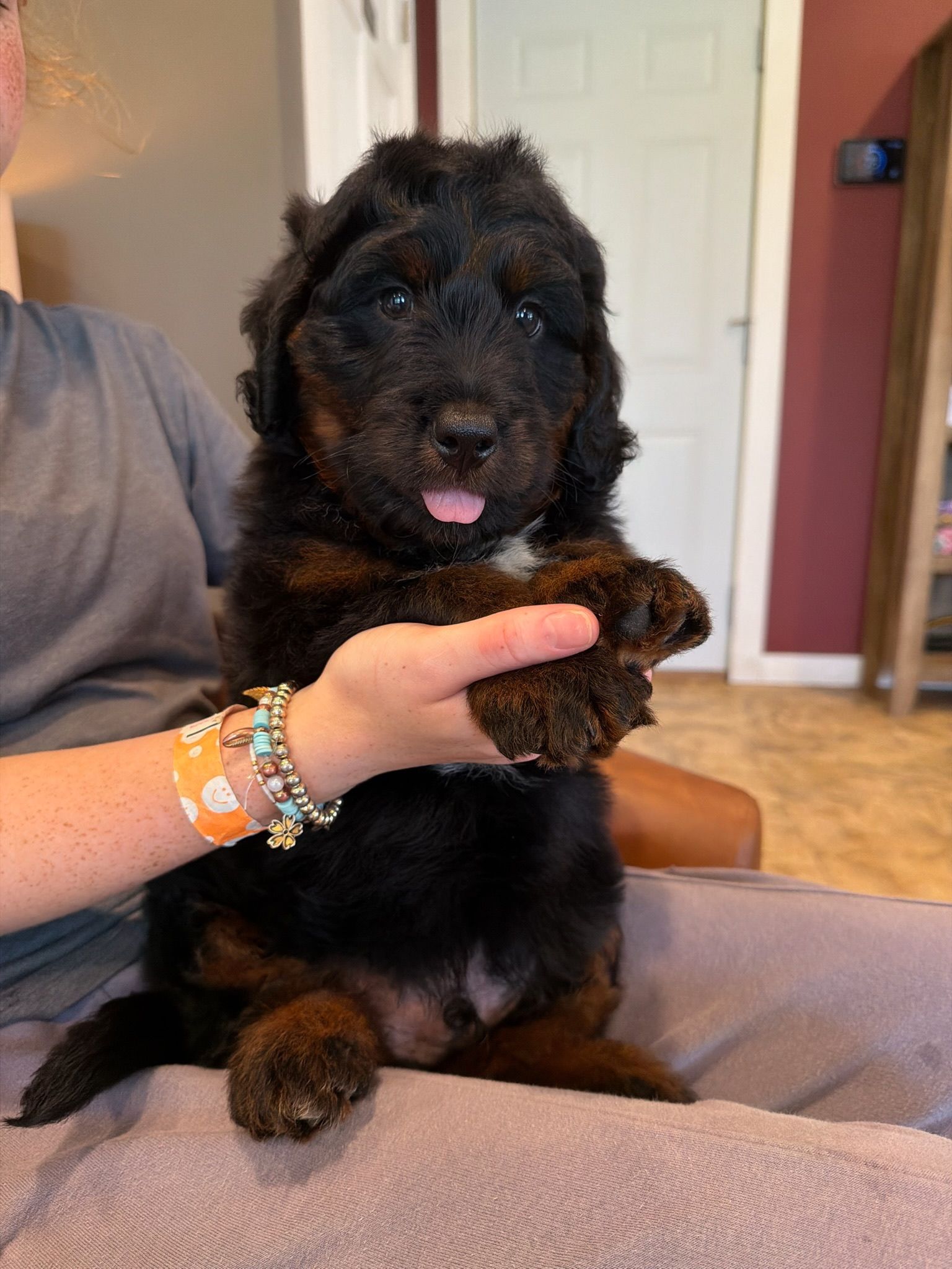 Miniature bernedoodle puppy Licensed Iowa breeder