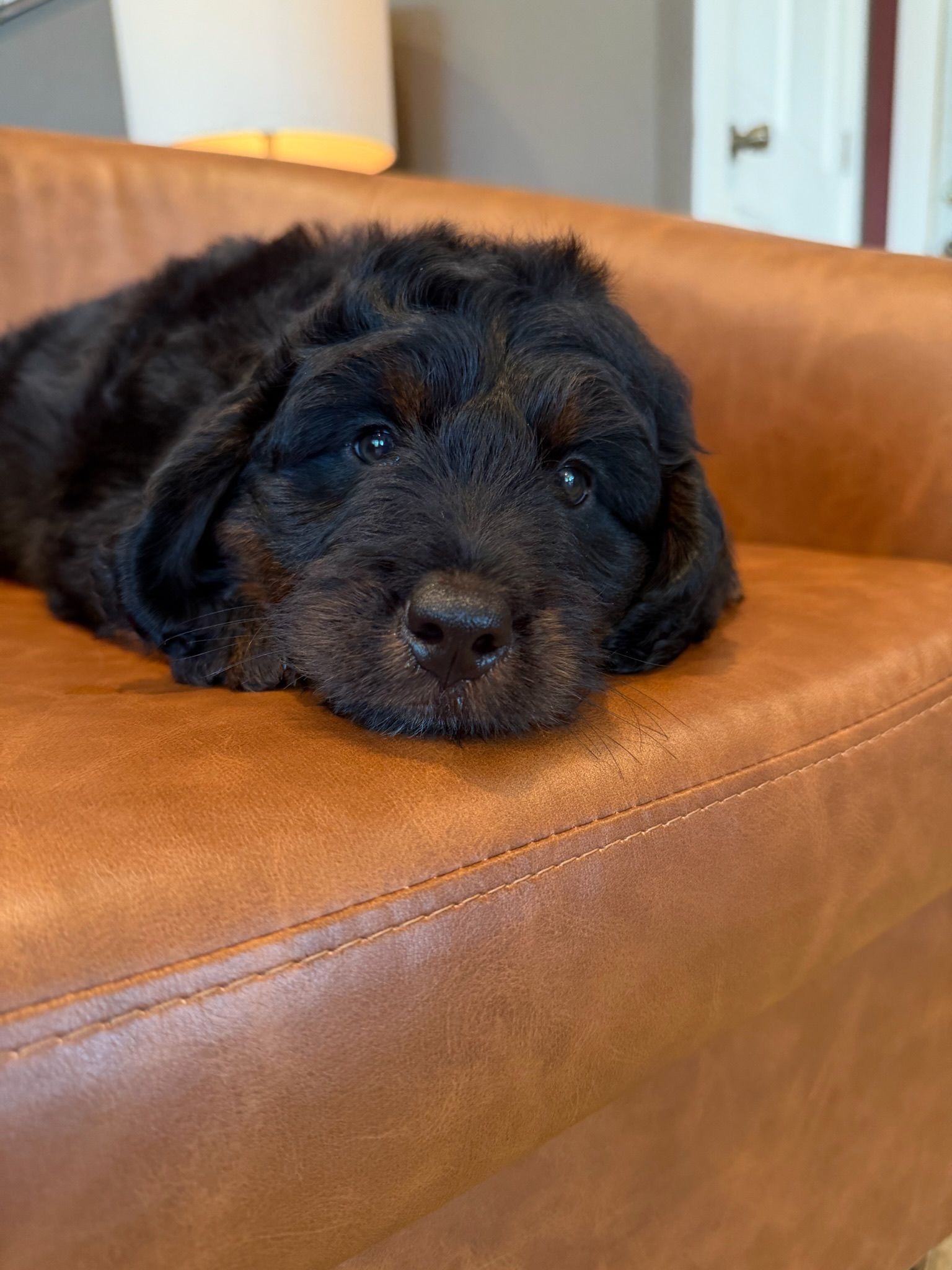 Adorable miniature bernedoodle puppy laying down, Licensed Iowa breeder