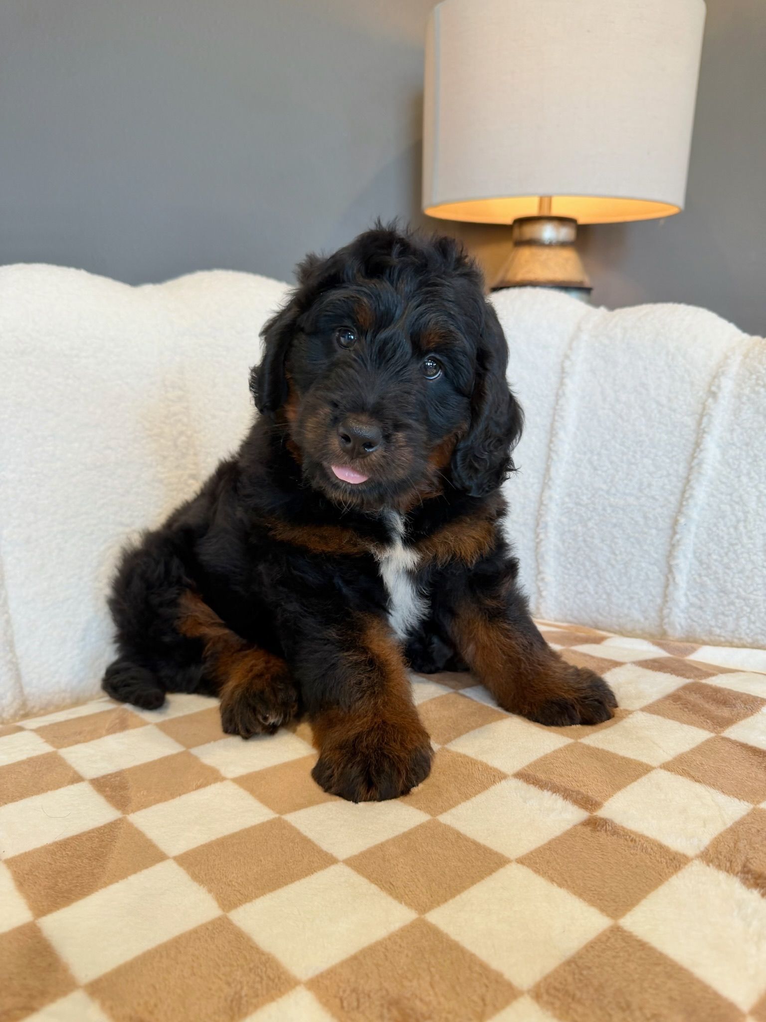 Licensed Iowa breeder miniature bernedoodle puppy sitting