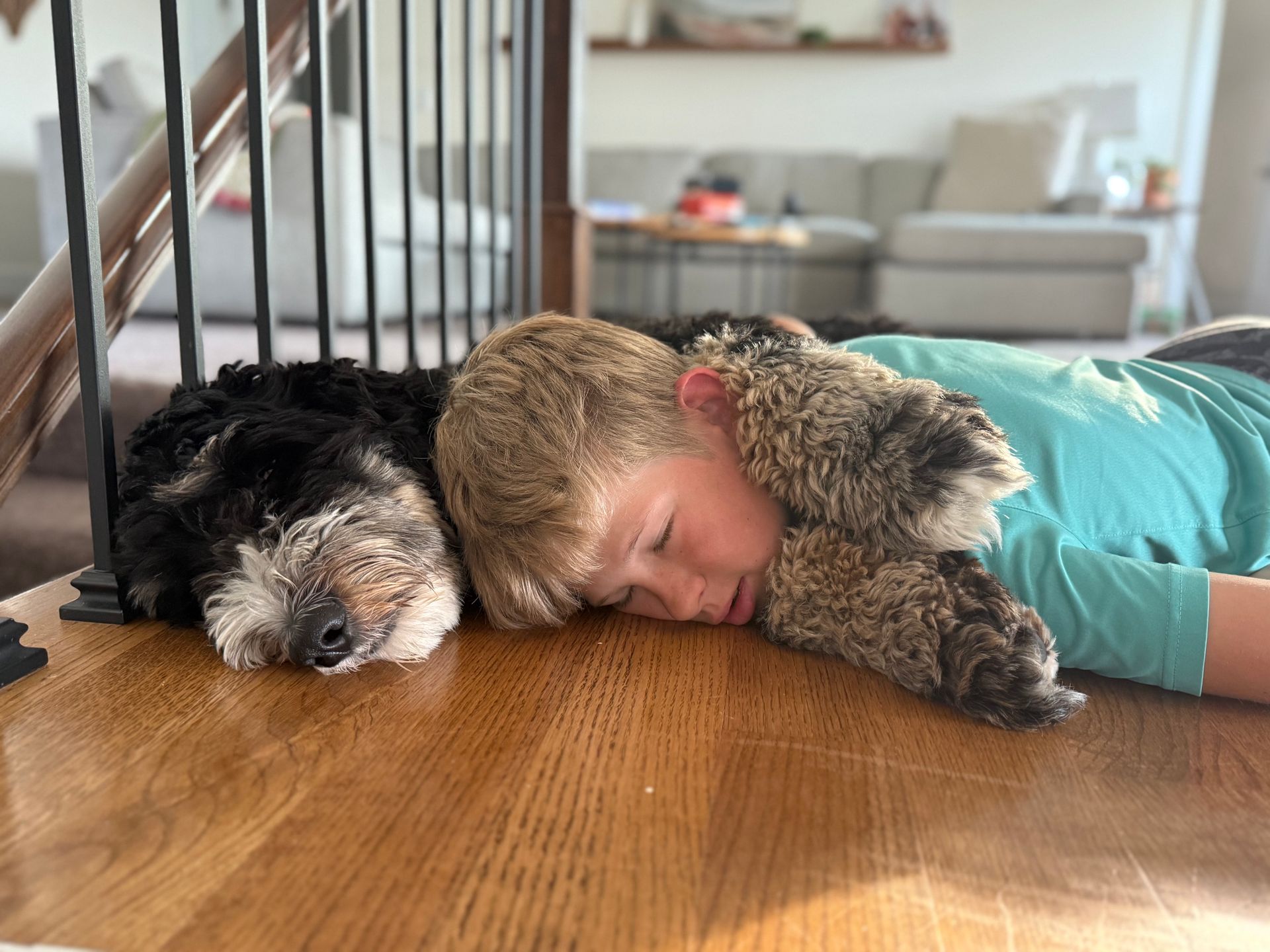 Naptime with Tricolor Bernedoodle and Young Boy
