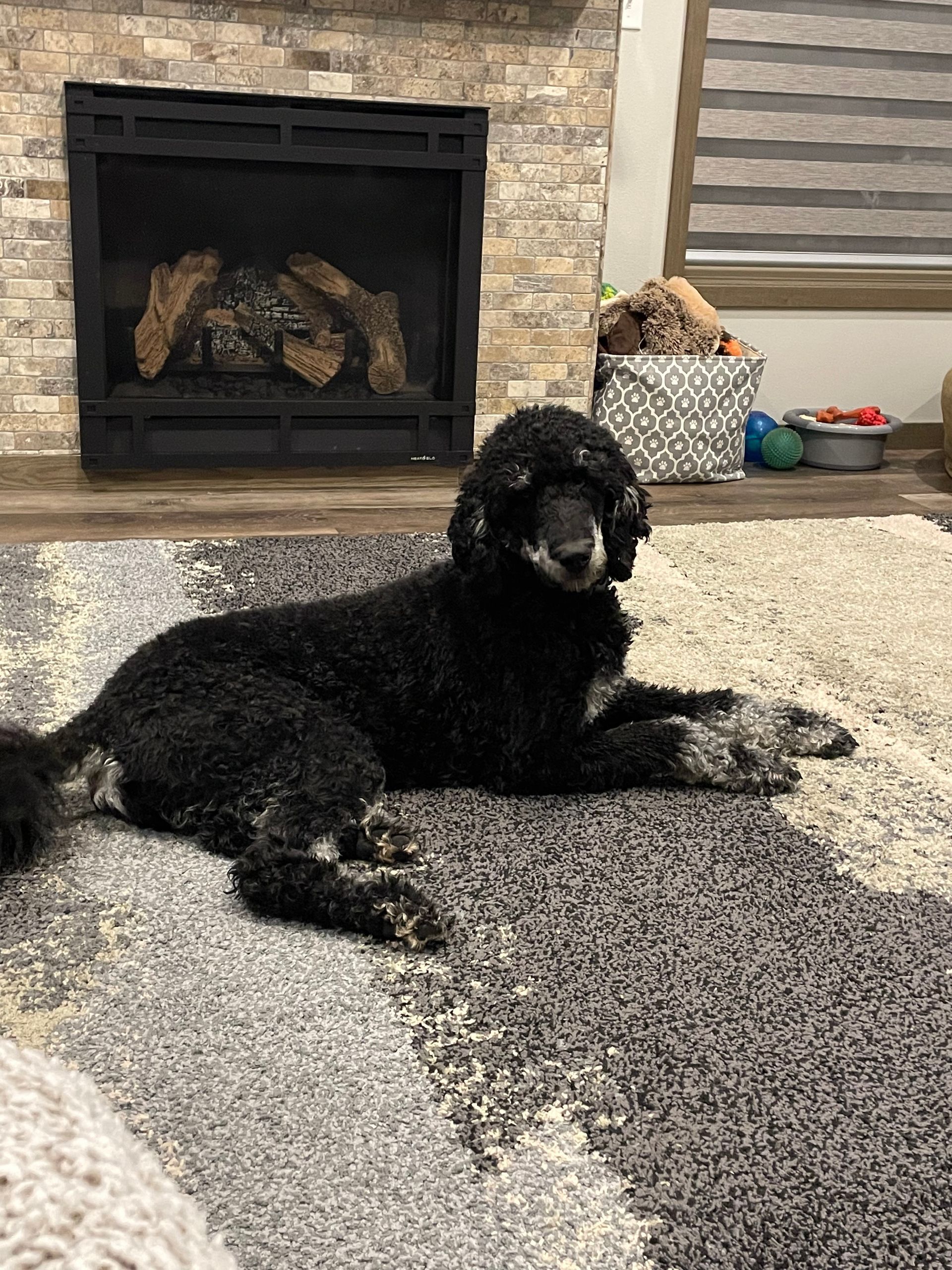 Black and white full grown poodle in front of fireplace