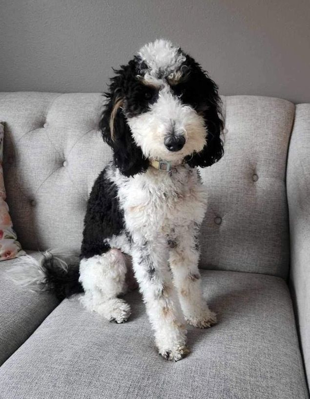 Fluffy black and white bernedoodle dog
