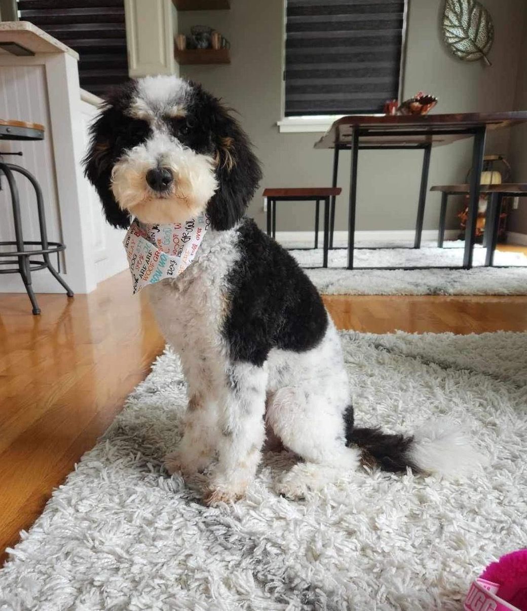 Miniature tri-parti bernedoodle sitting in the kitchen with a cute bandana