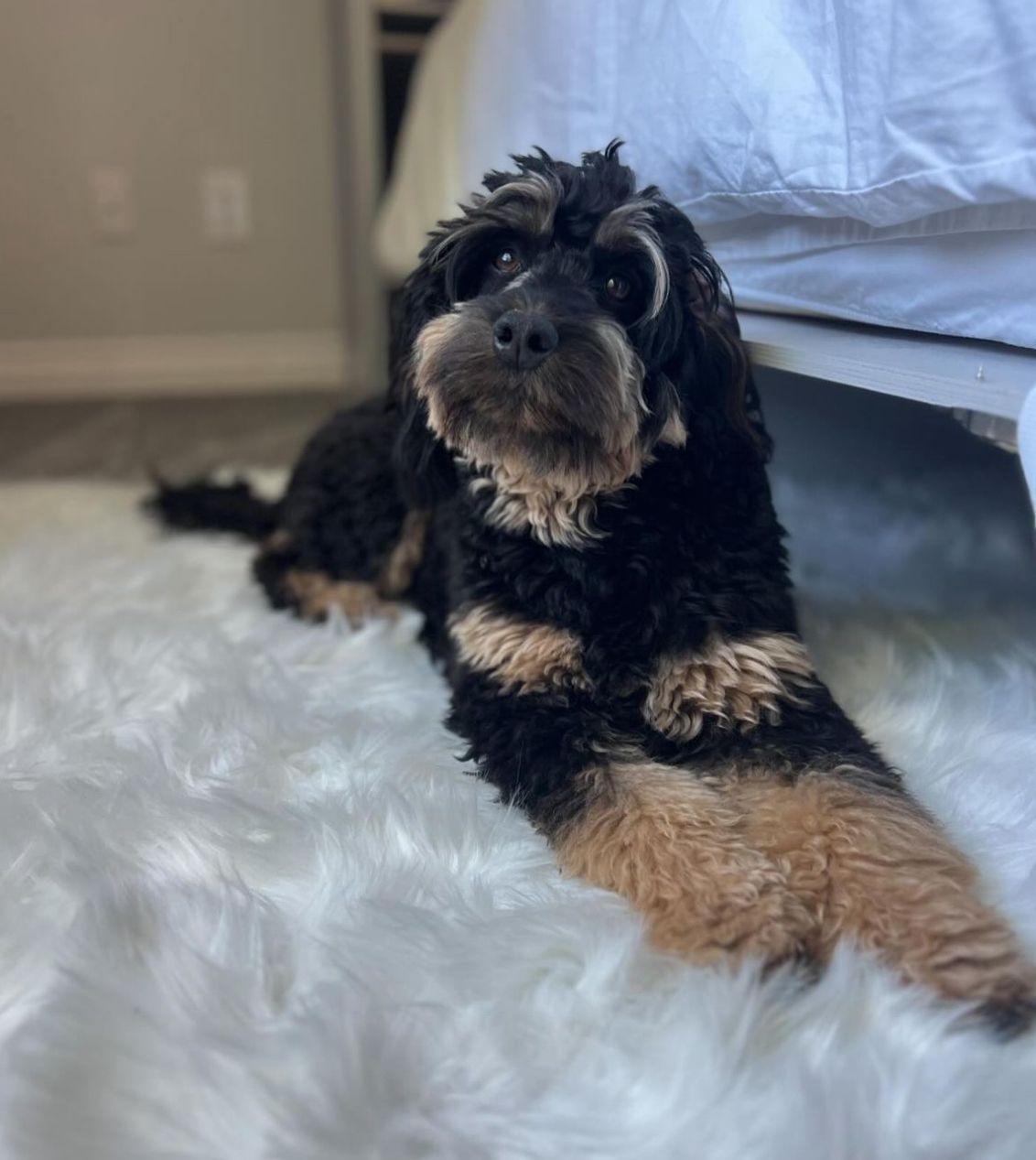 Fully matured mini bernedoodle in bedroom