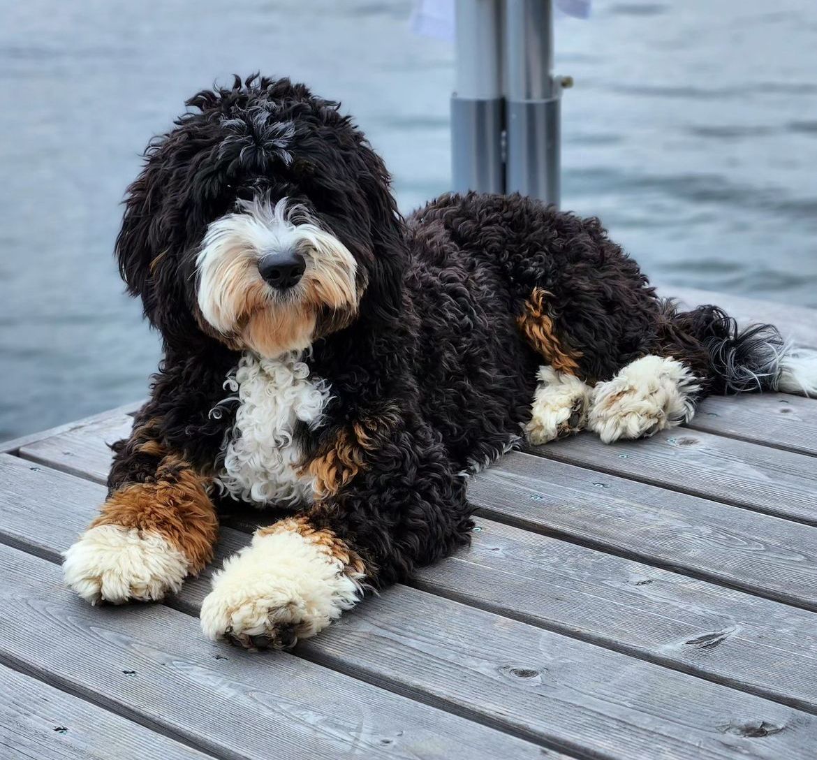 standard bernedoodle dog laying on dock
