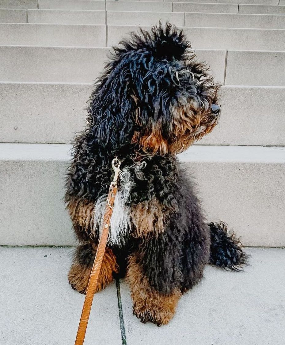 1 year old curly coat bernedoodle on stairs