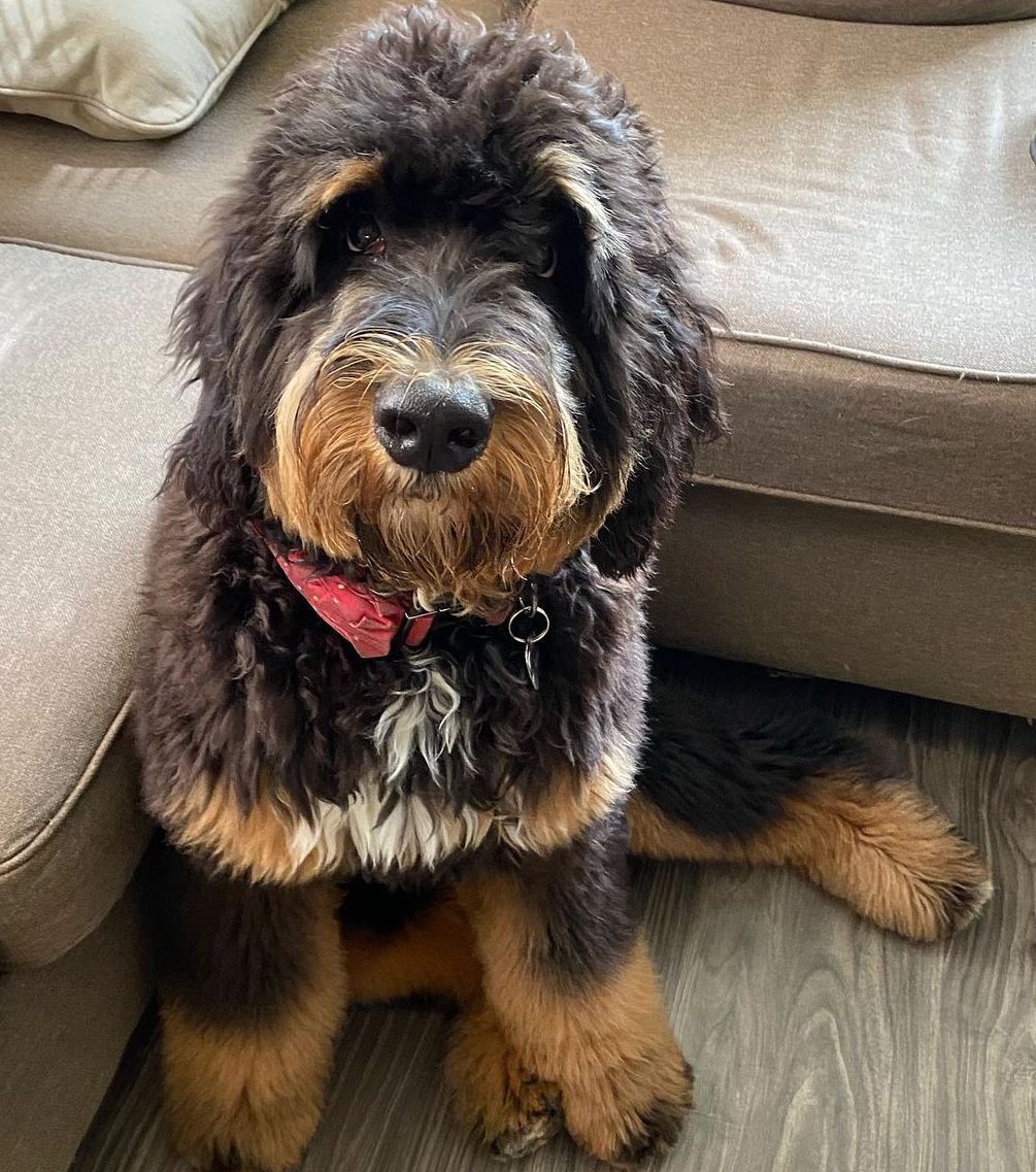 full grown black and copper bernedoodle in living room