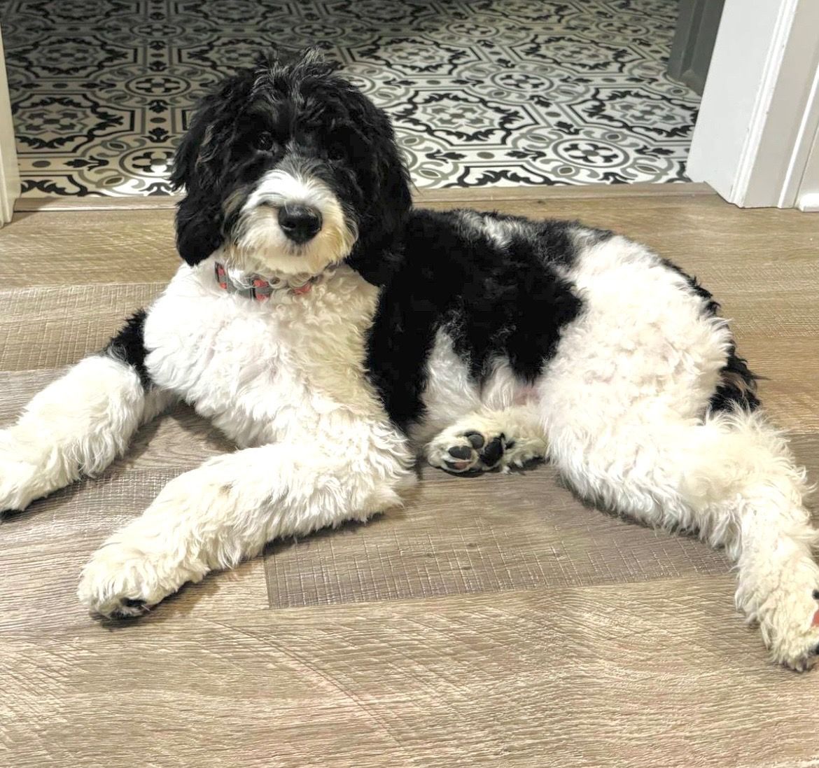black and white full grown bernedoodle in bathroom