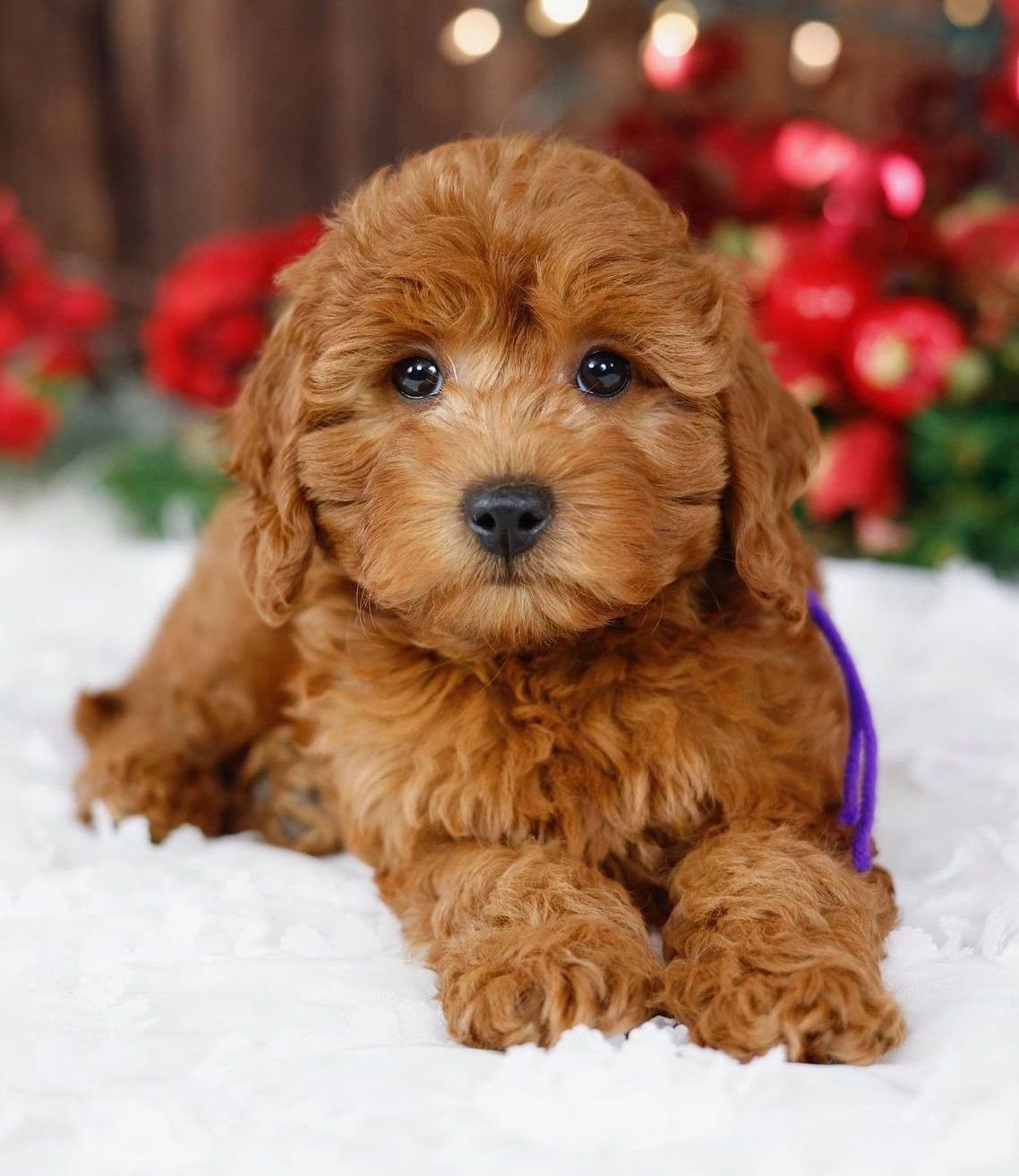 Miniature F1b goldendoodle puppy sitting in front of