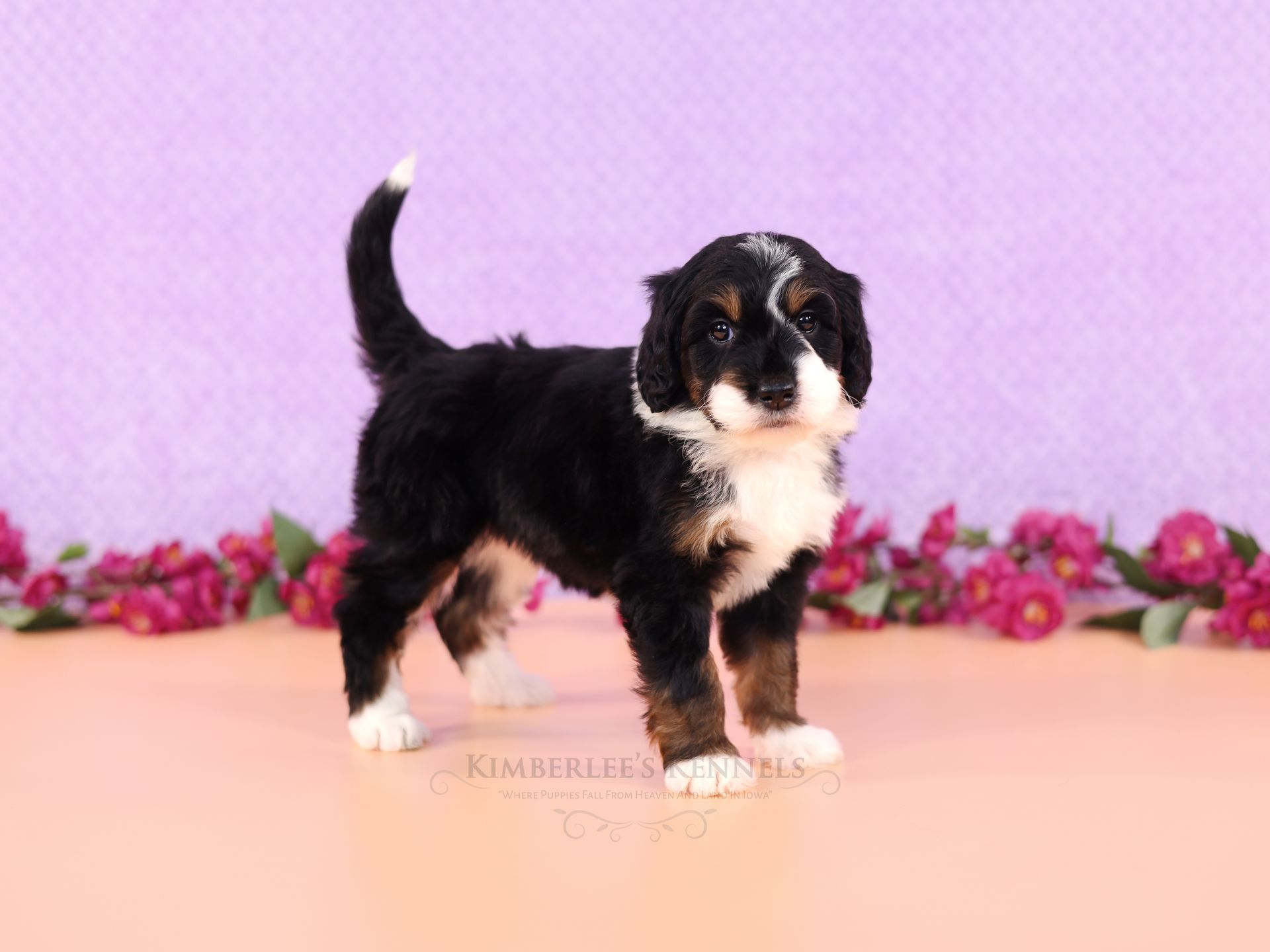 Tri-colored adorable bernedoodle puppy, Family-raised puppies