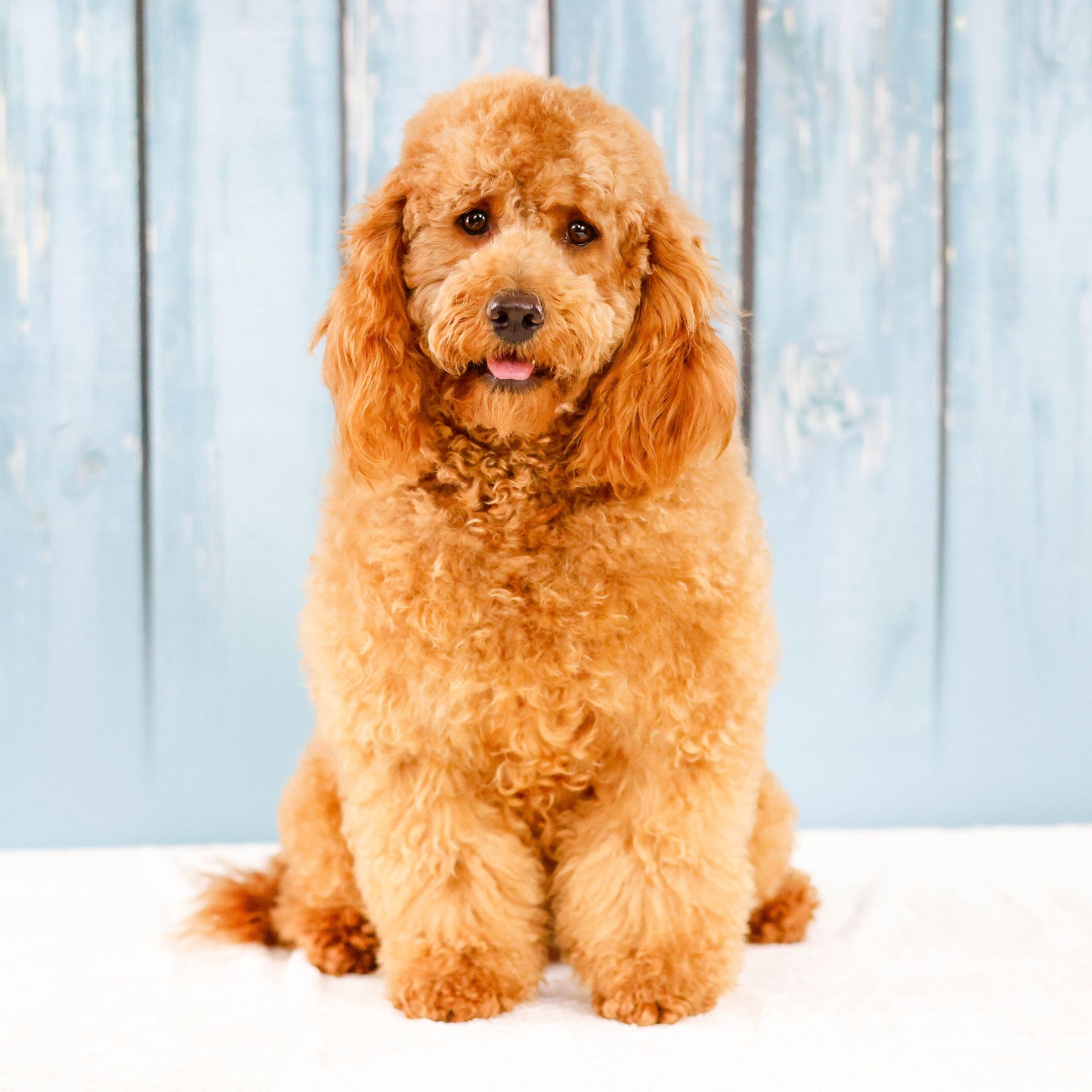 Mini F1b Goldendoodle with rich golden coat sitting in front of a blue background