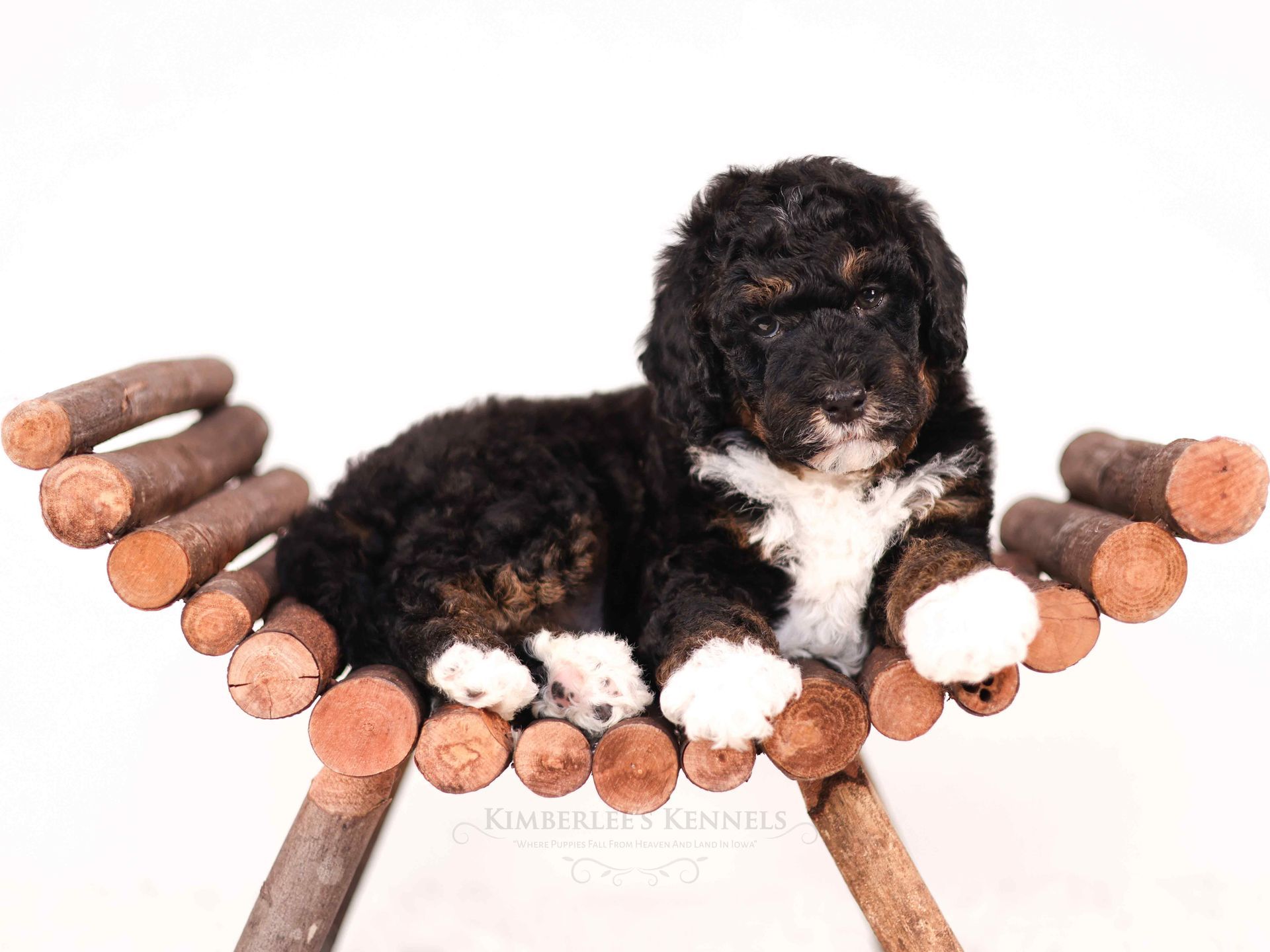 5 week old bernedoodle puppy laying on wooden bench