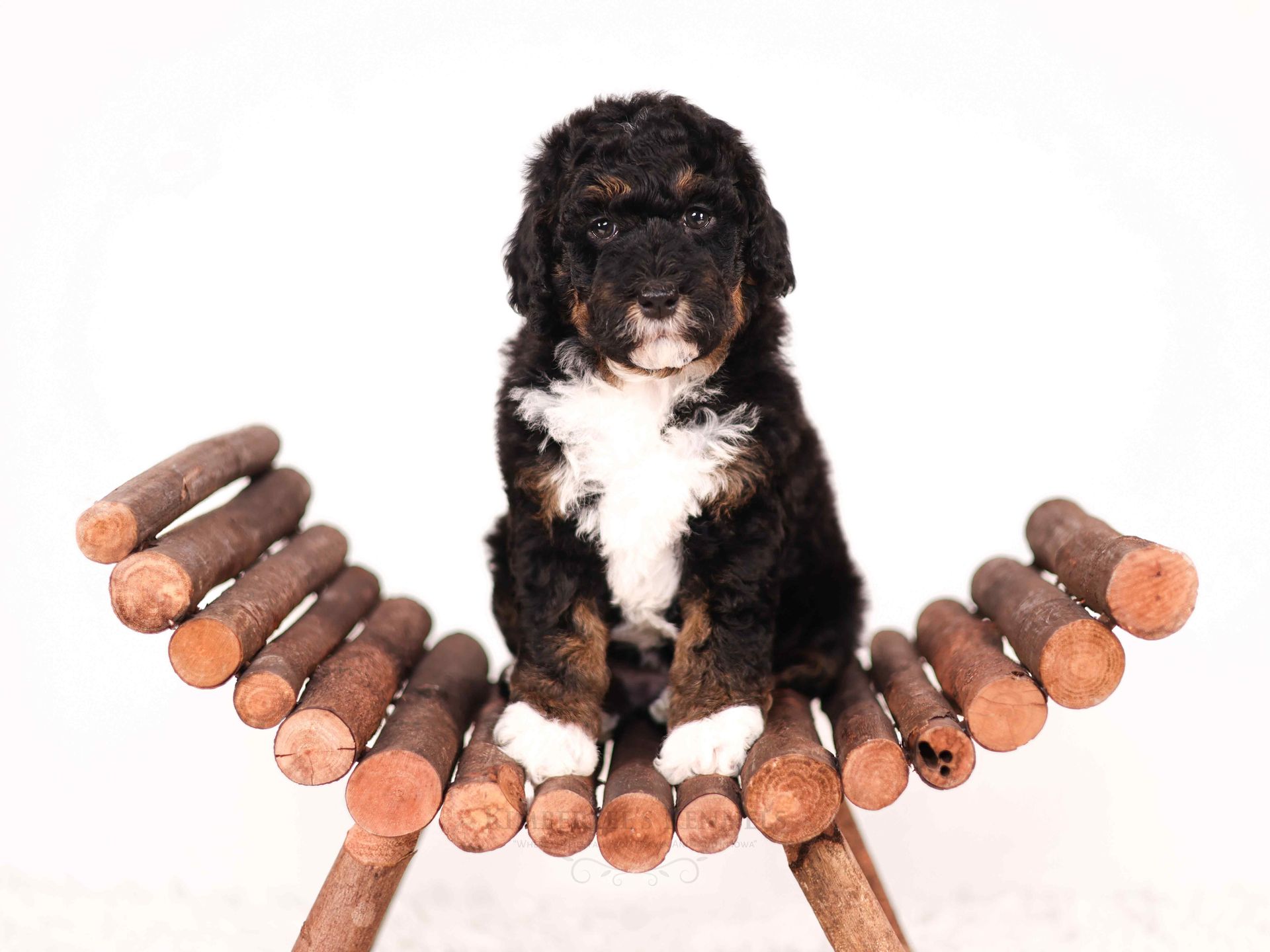 black , copper, and white bernedoodle puppy sitting on a log bench