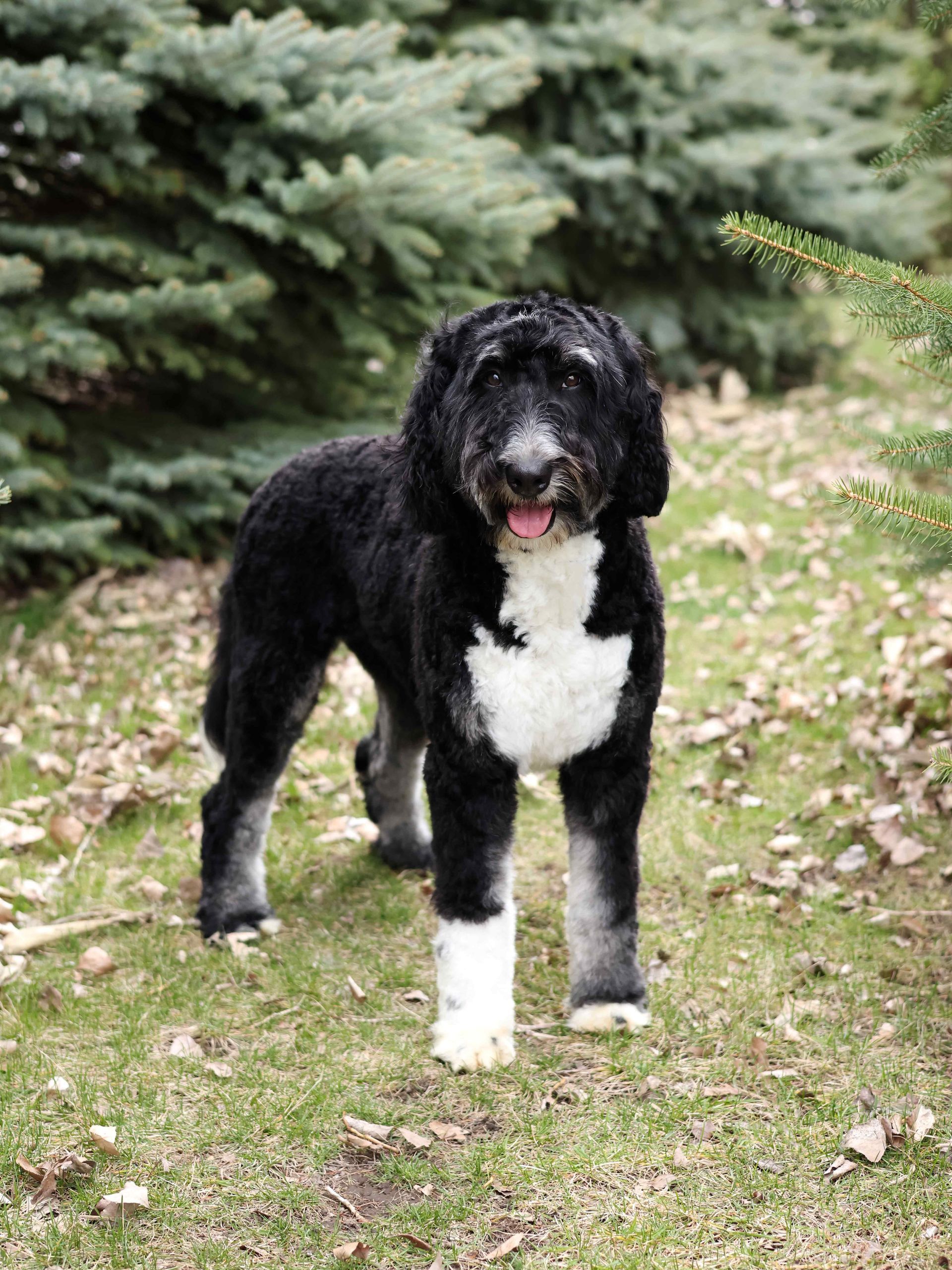 Standard Tri-colored bernedoodle mother standing outdoors at Kimberlee's Kenneles