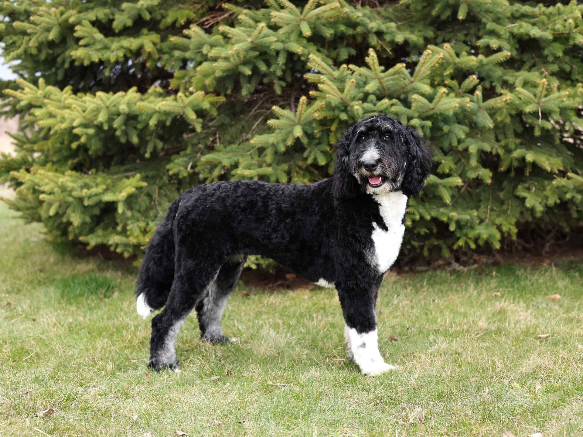 Standard Tri-colored bernedoodle mother standing outdoors at Kimberlee's Kenneles