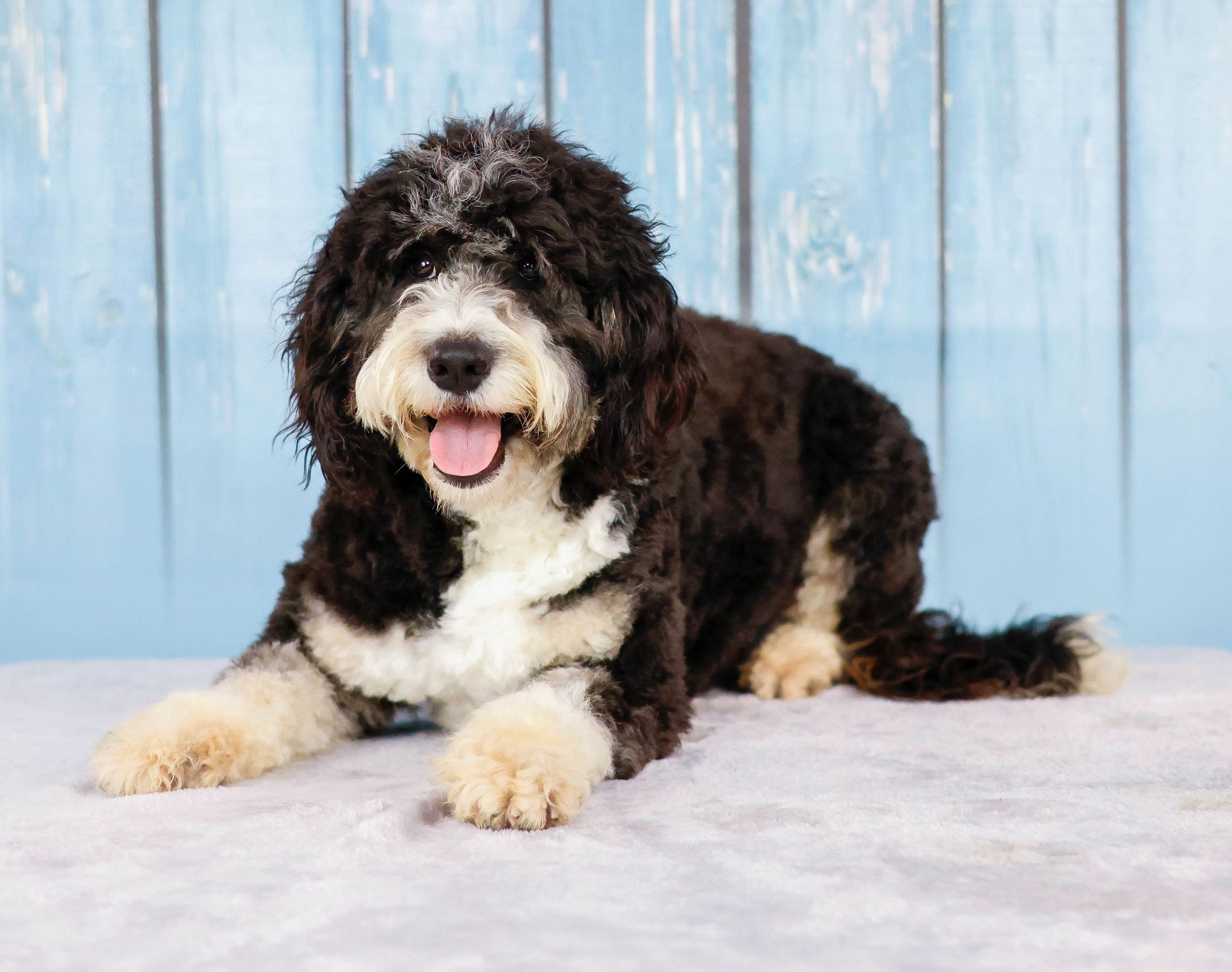 fully matured black and white miniature F1 bernedoodle laying on a gray blanket