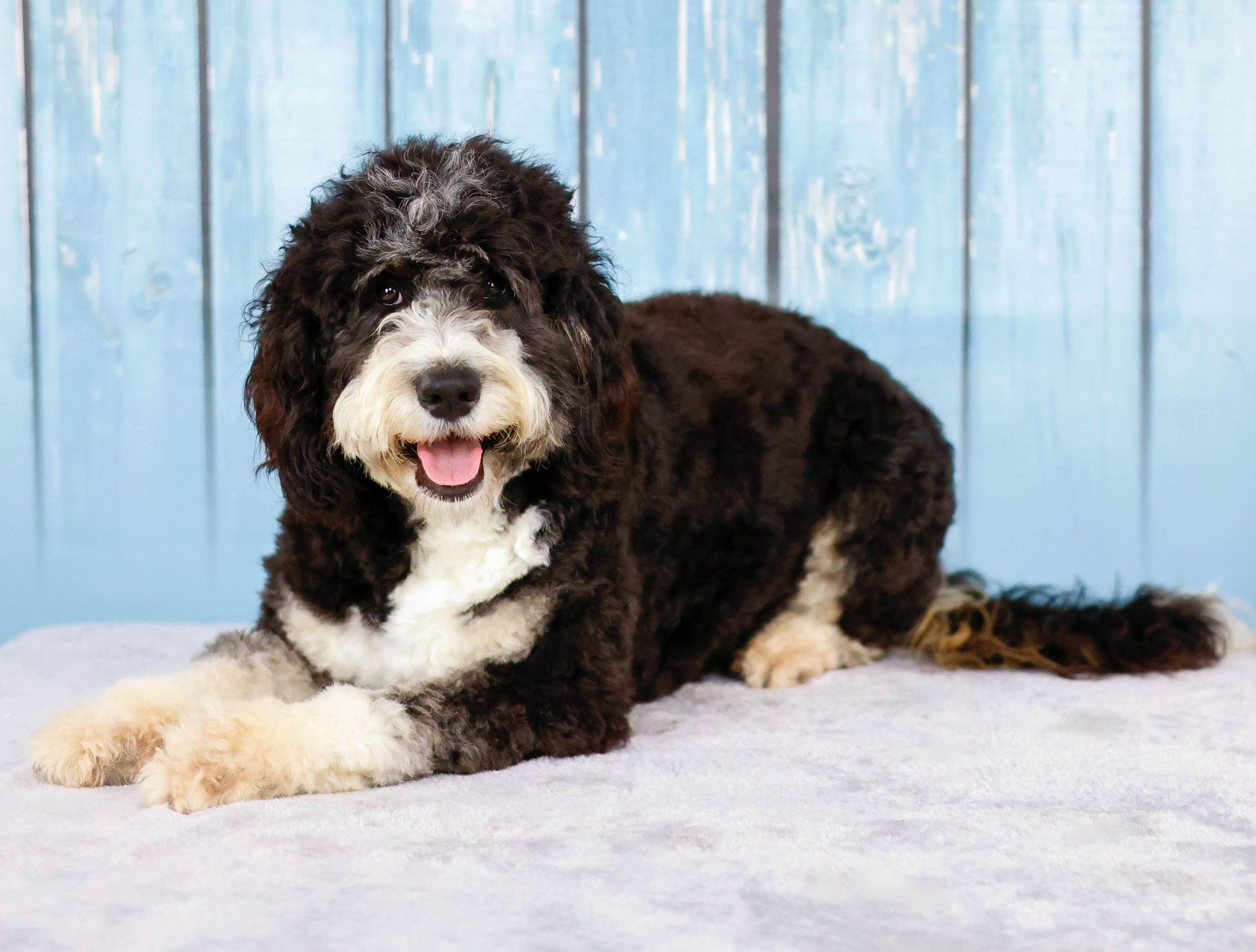 fully matured mini bernedoodle dog laying in front of a blue wall