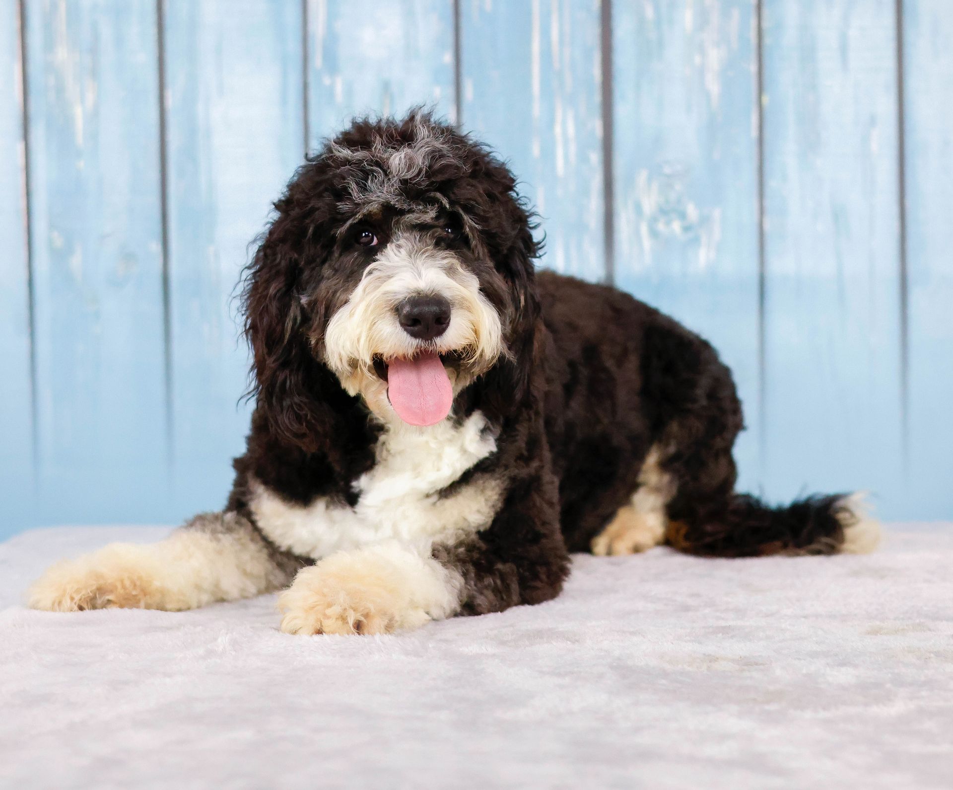 fully matured black and white mini bernedoodle laying on a gray blanket