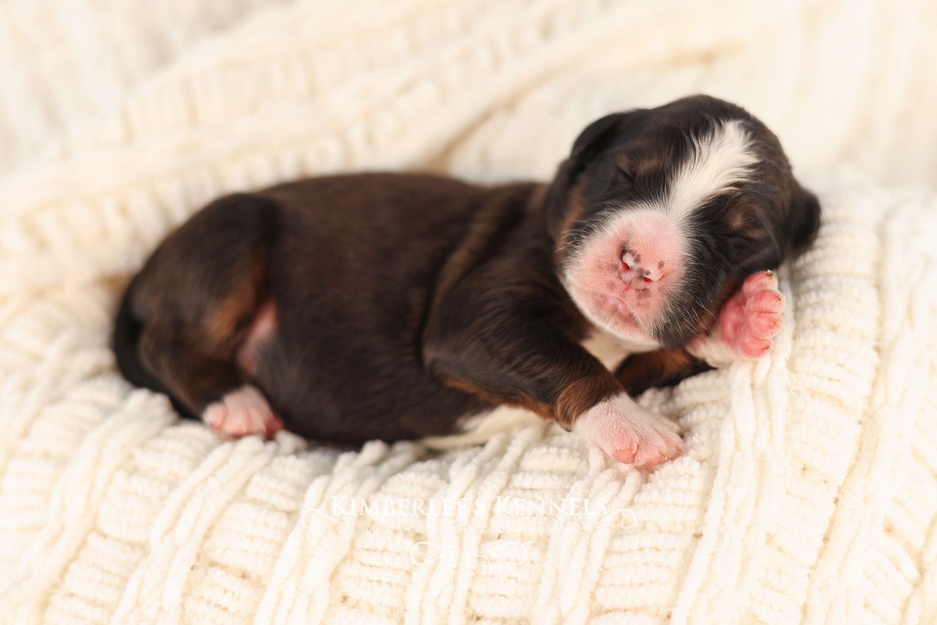ultra brindle bernedoodle puppy sleeping