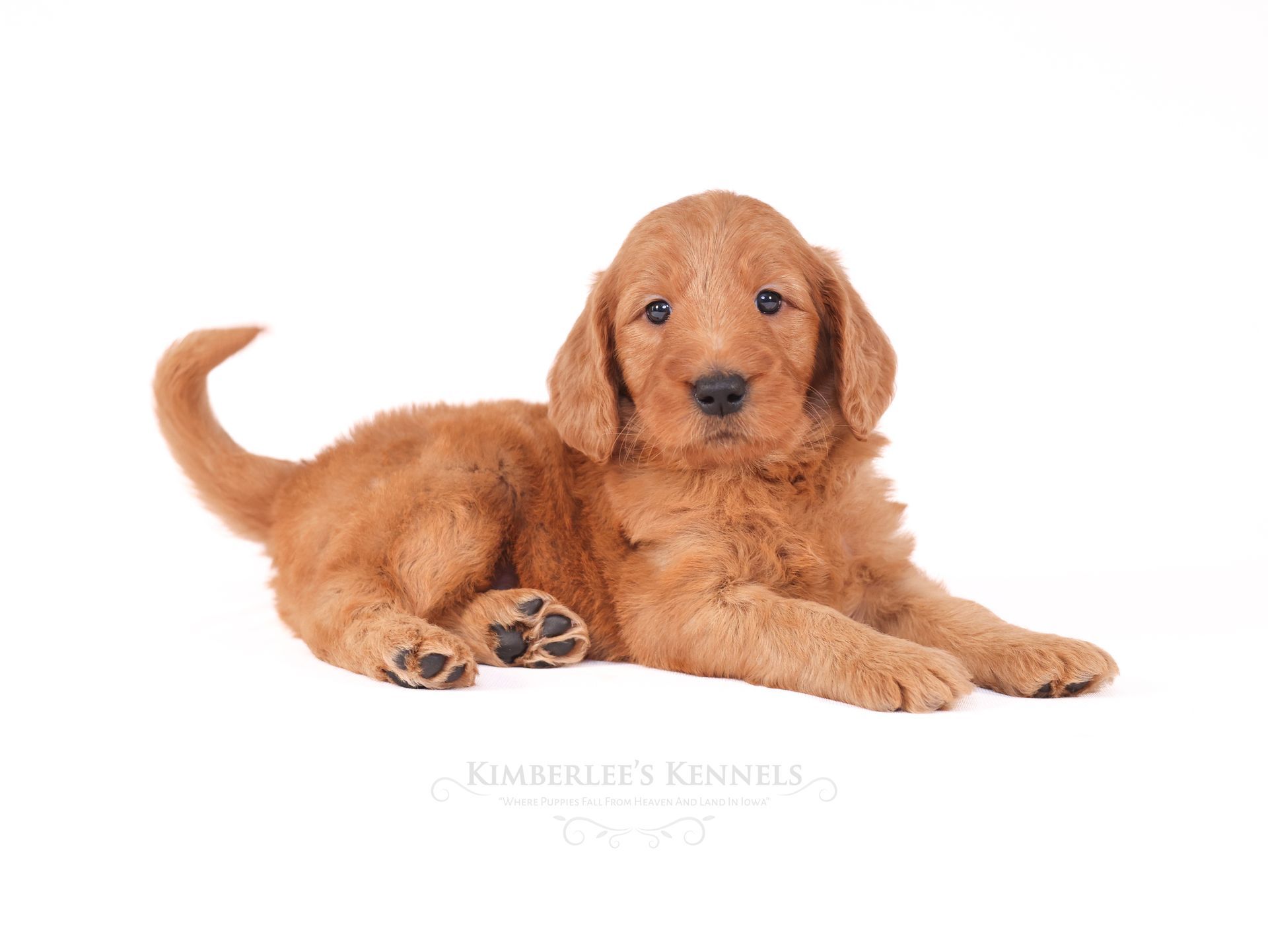 five week old goldendoodle puppy laying down