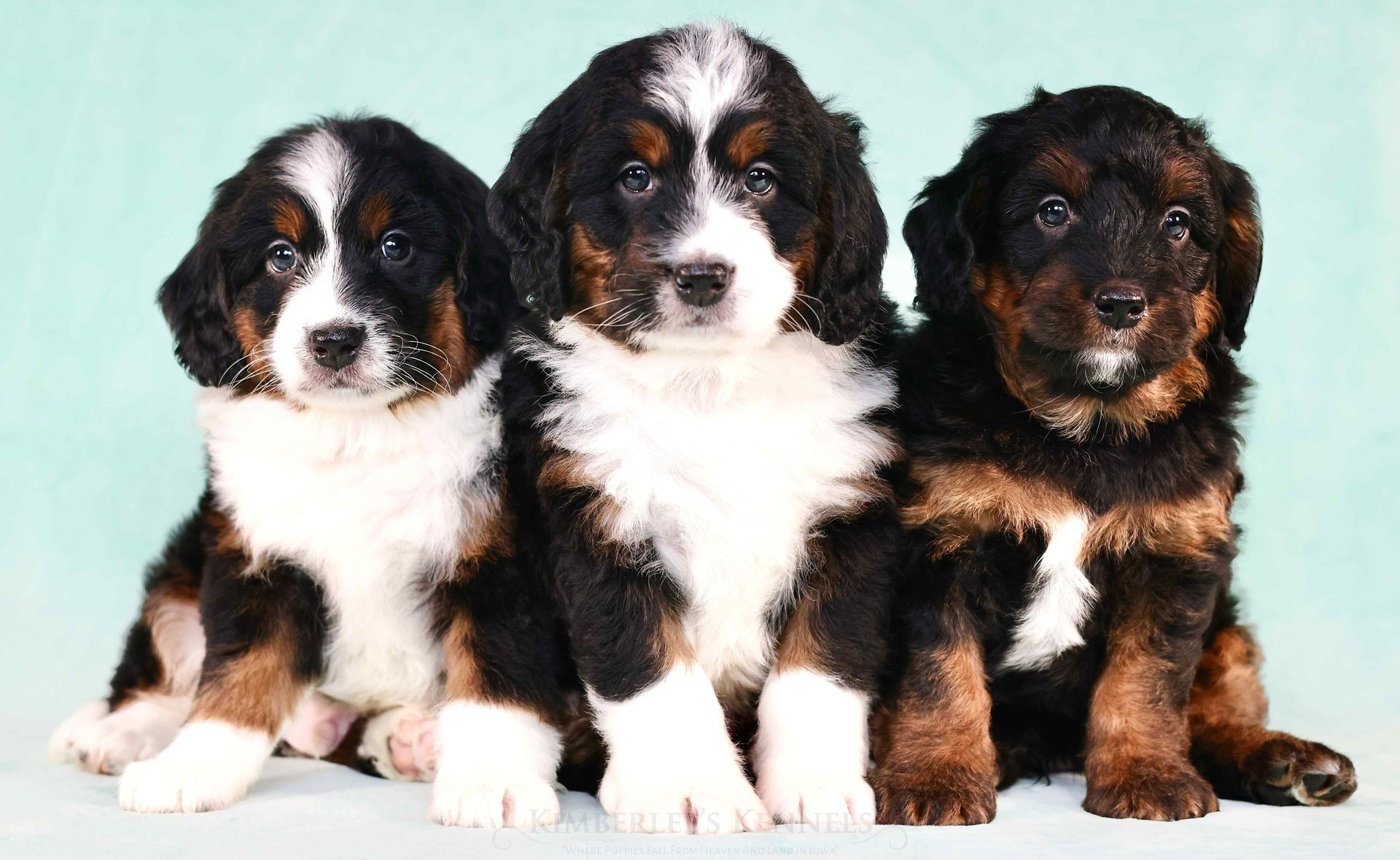 Three tricolor bernedoodle puppies with teal background