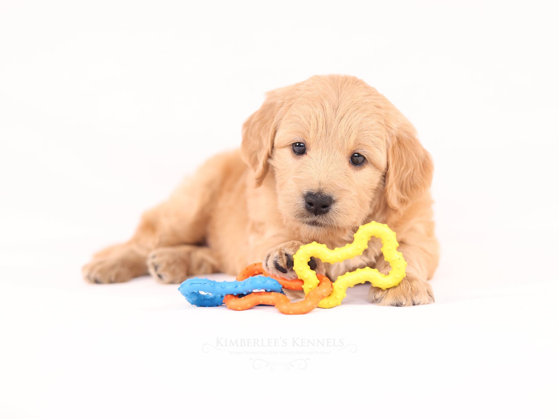 Miniature F1 Englishdoodle Puppy Playing with Toys