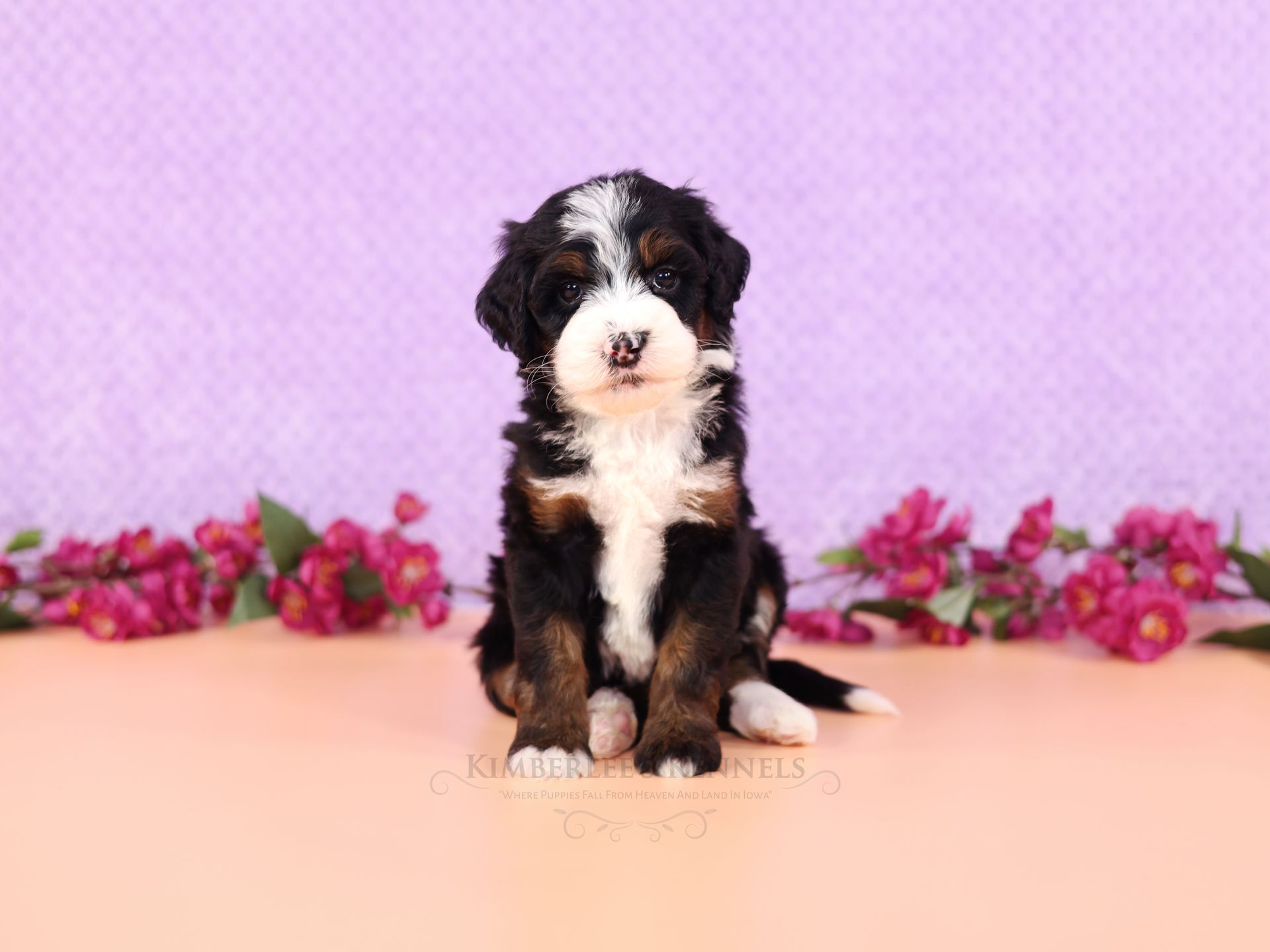 Tri-colored adorable bernedoodle puppy, Family-raised puppies