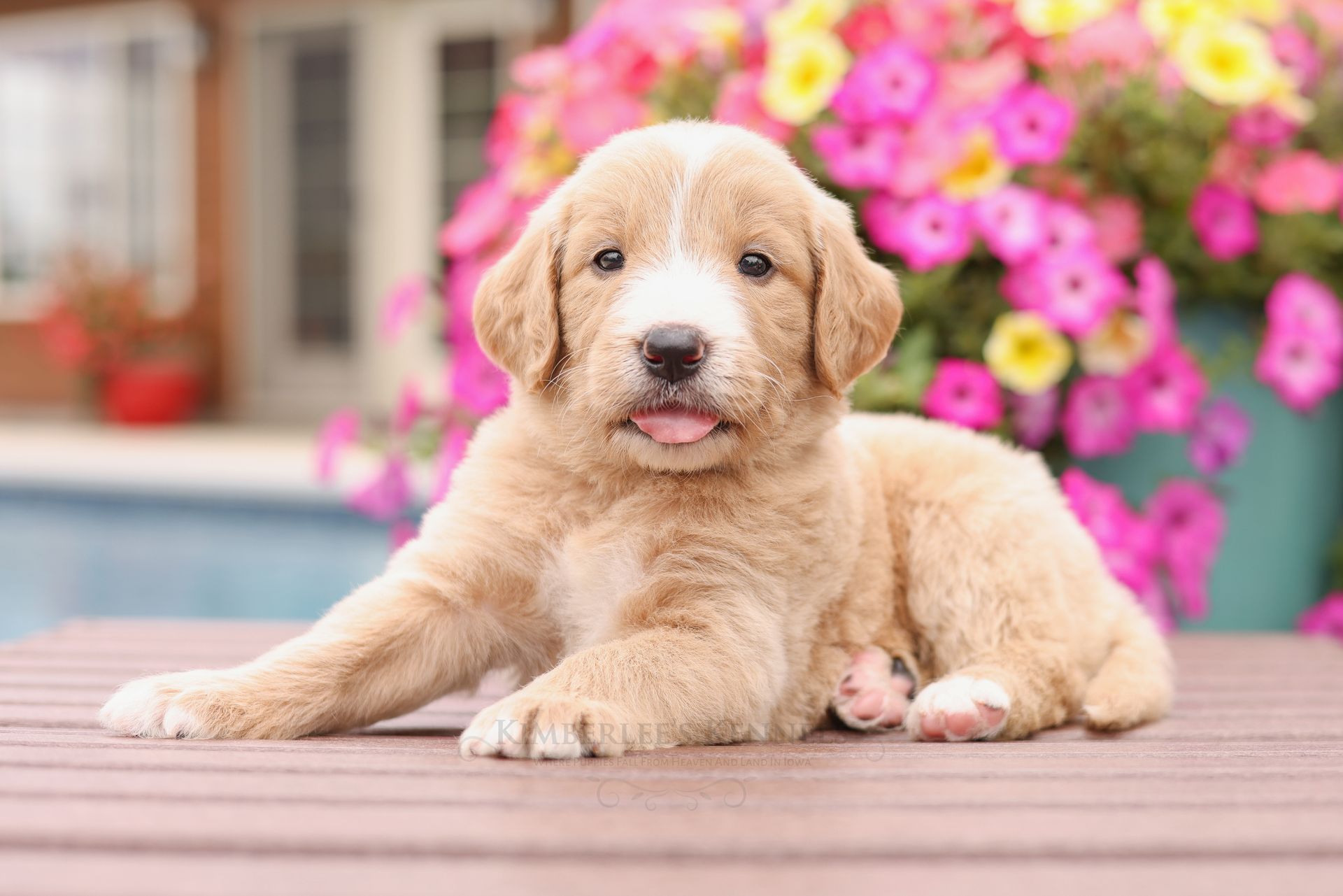 5 week old standard englishdoodle puppy sitting by the pool with flowers