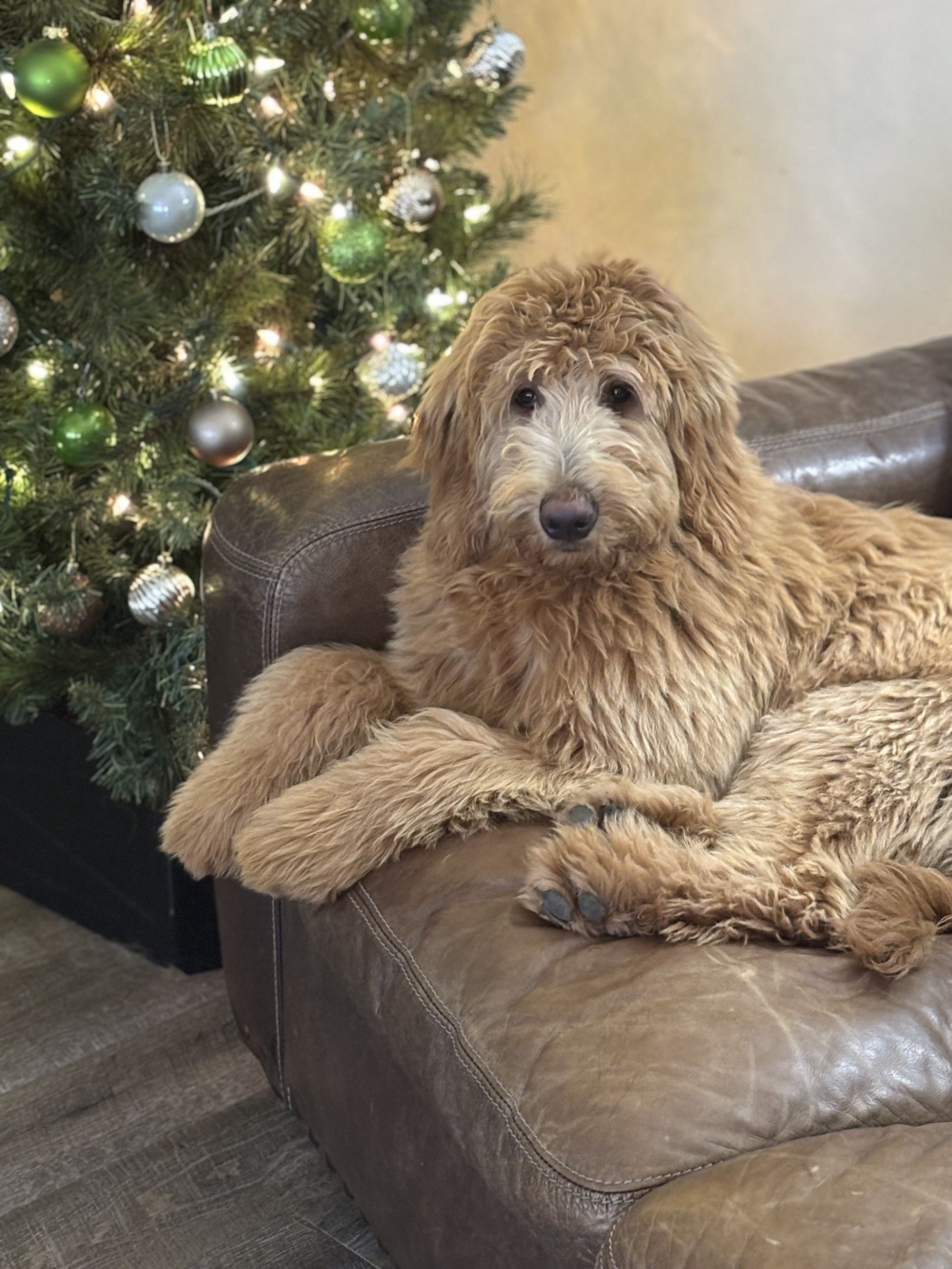 Adult standard goldendoodle laying next to the Christmas tree