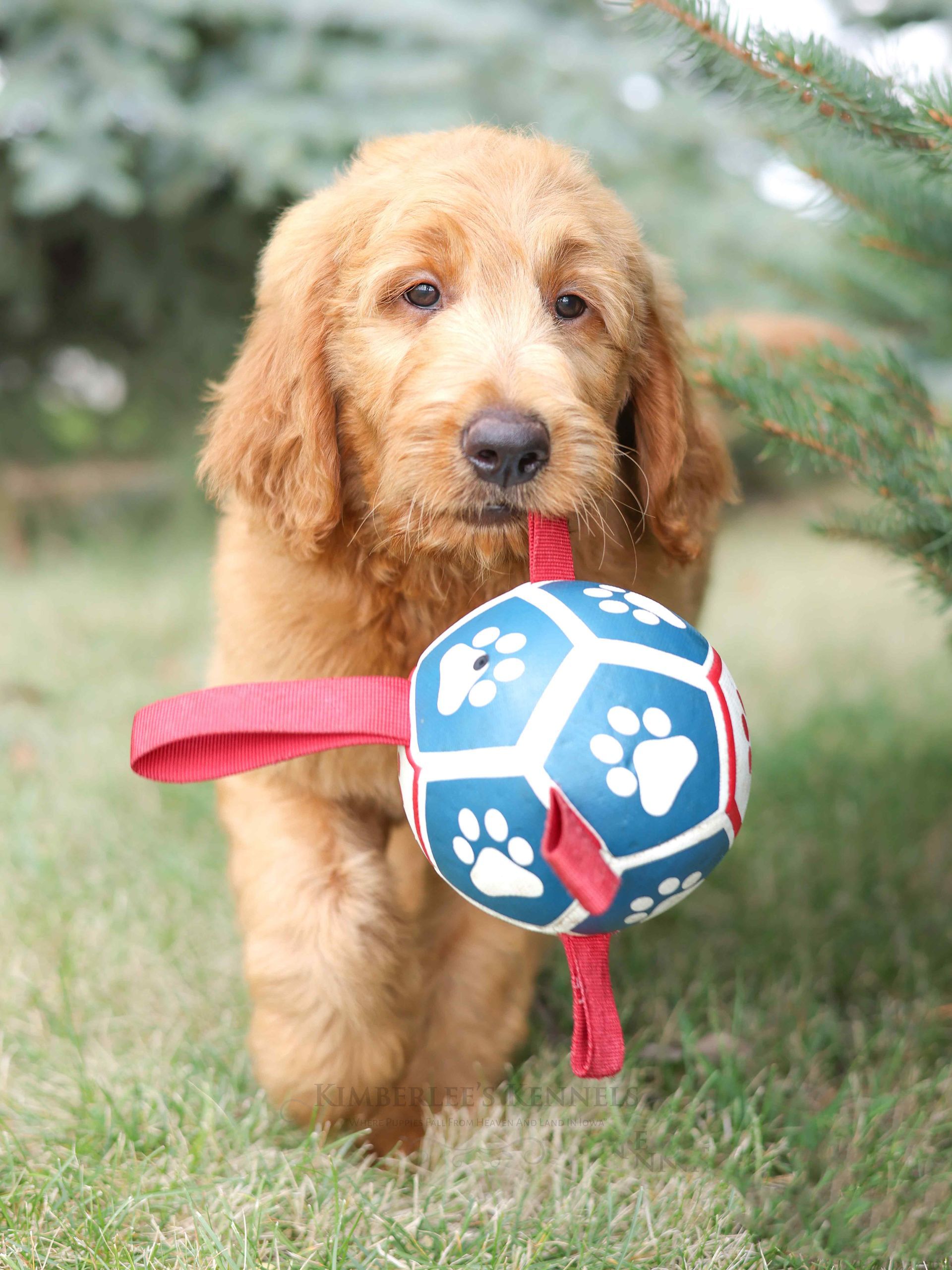 Standard goldendoodle puppy playing with a ball outside