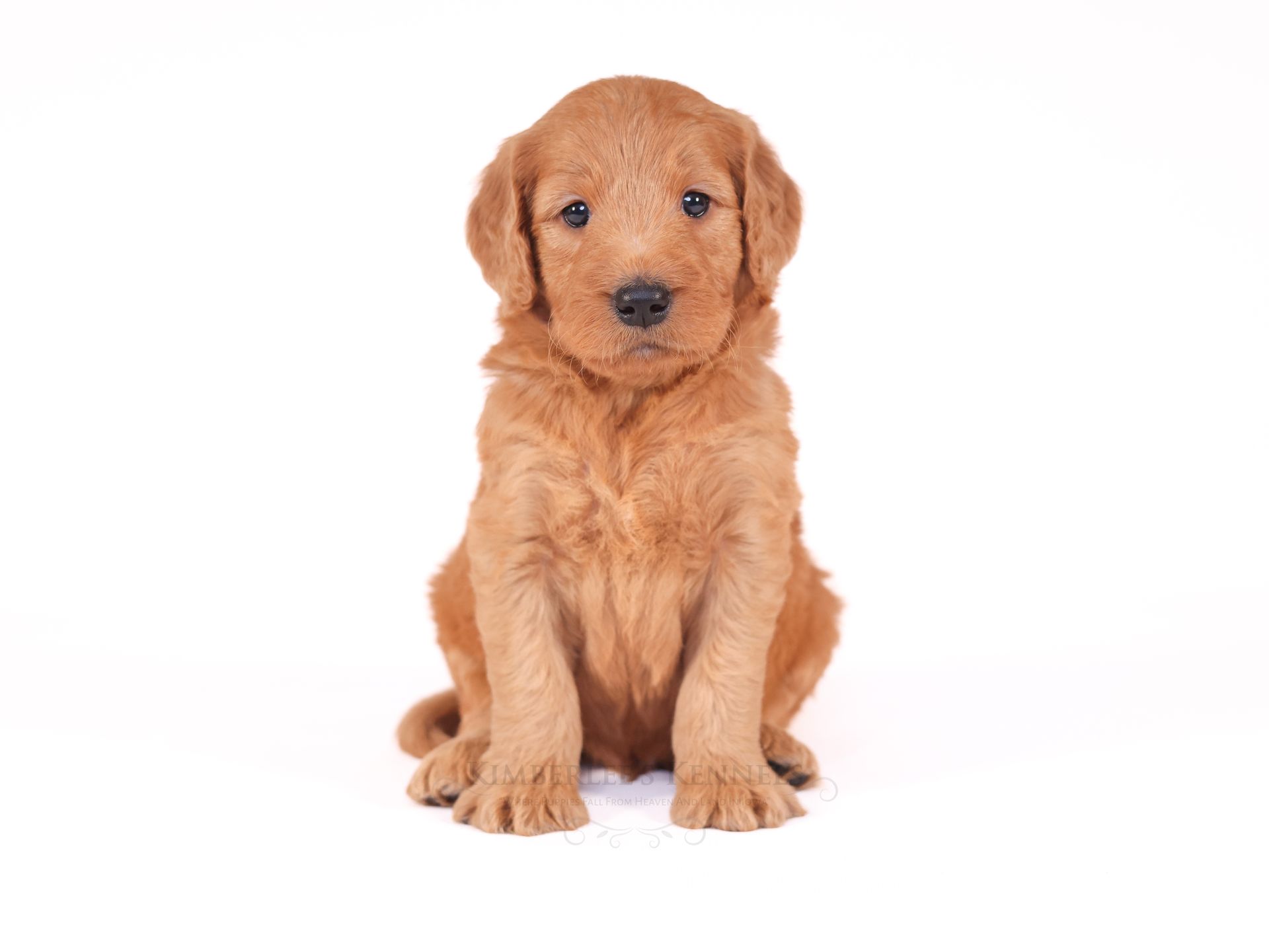 apricot colored goldendoodle puppy with white background