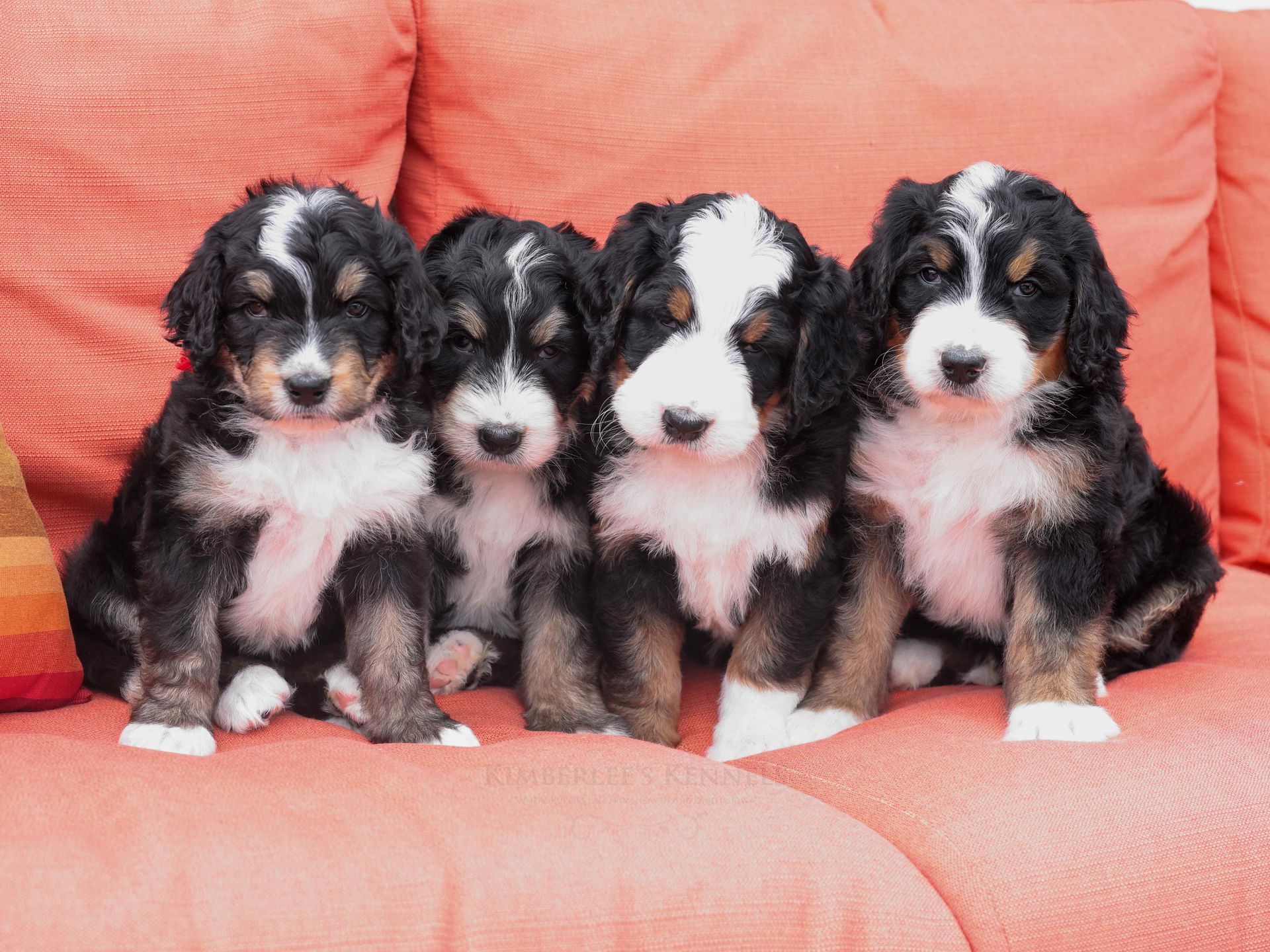 Four 5 week old standard bernedoodles sitting together on a red couch