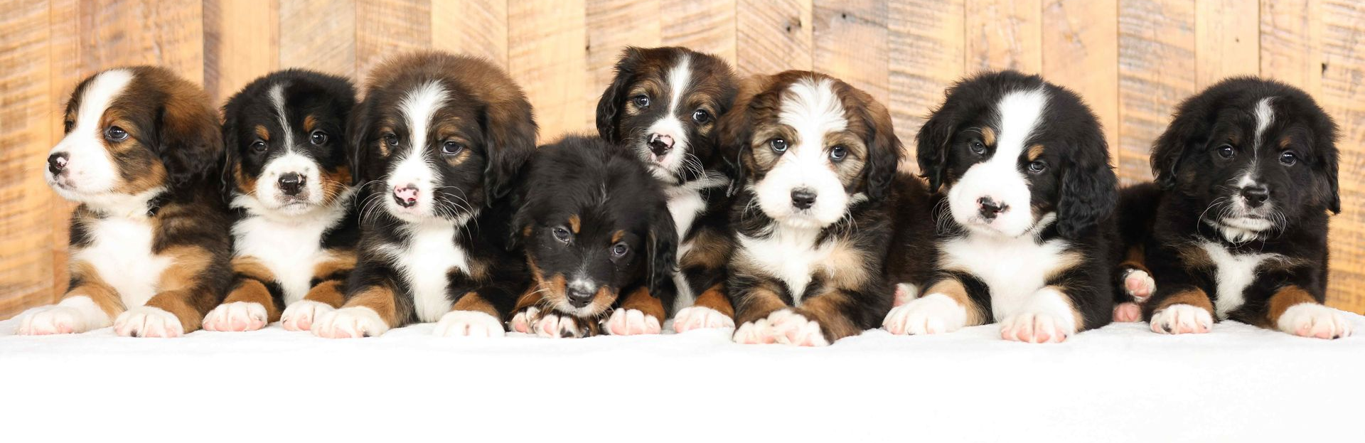 Group of 6 ultra bernedoodle puppies with wooden background