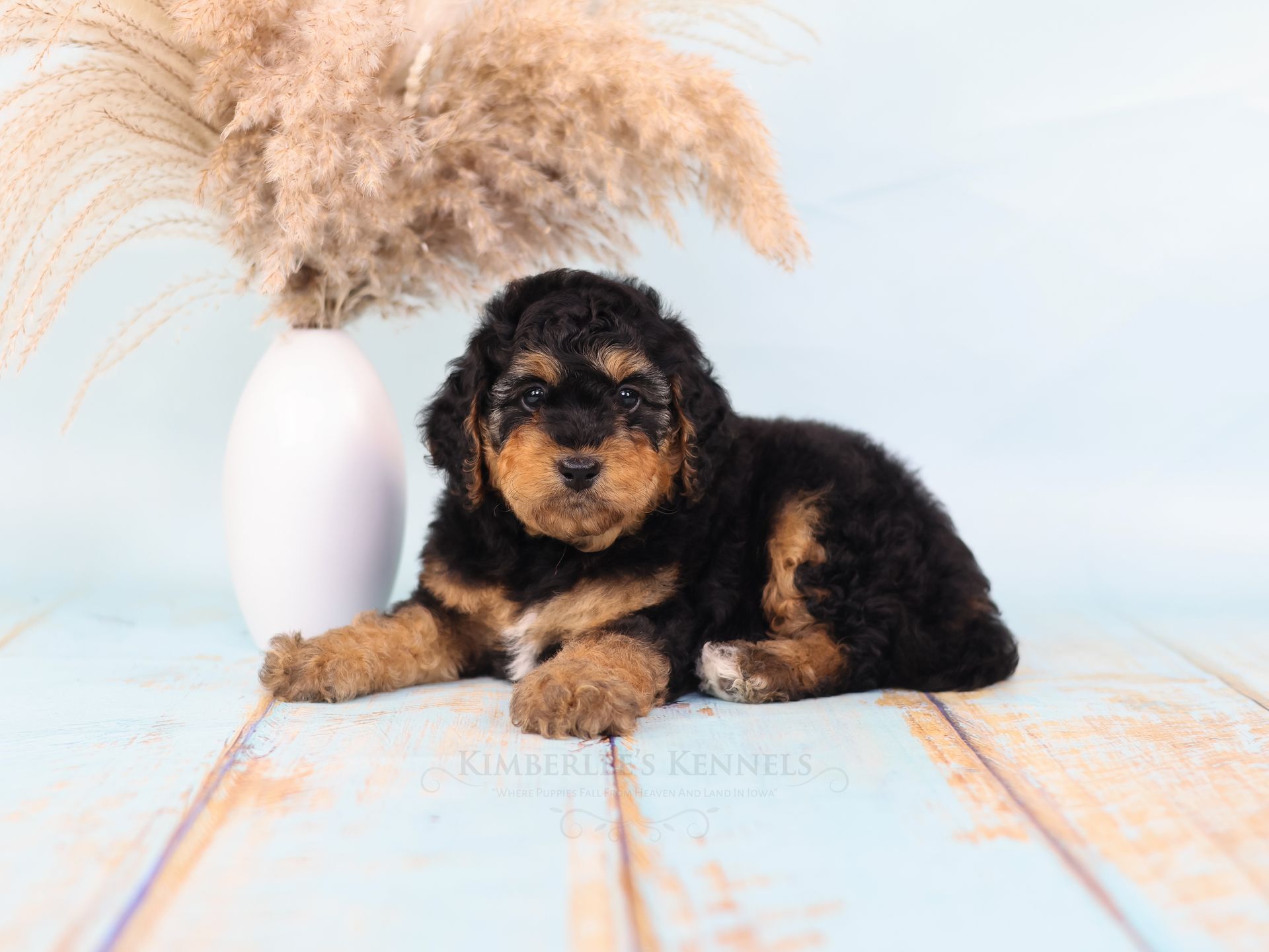 Health-tested puppies