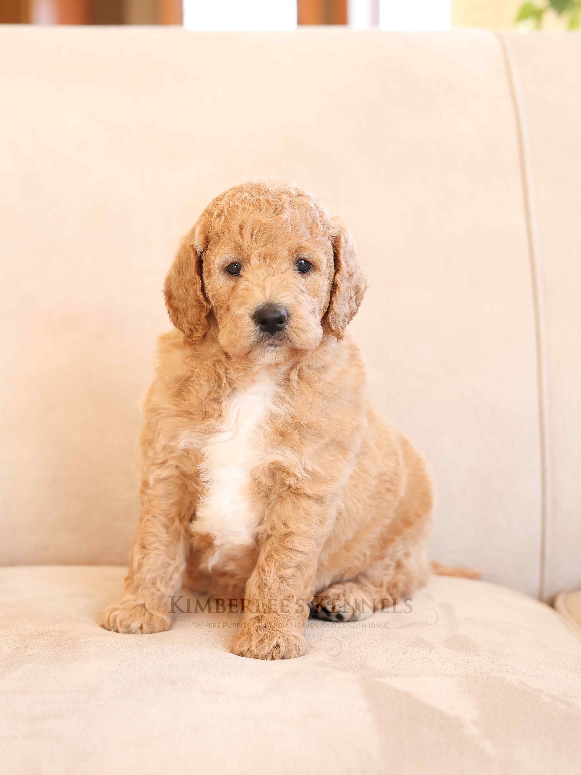 Cute cream colored puppy snuggling on chair