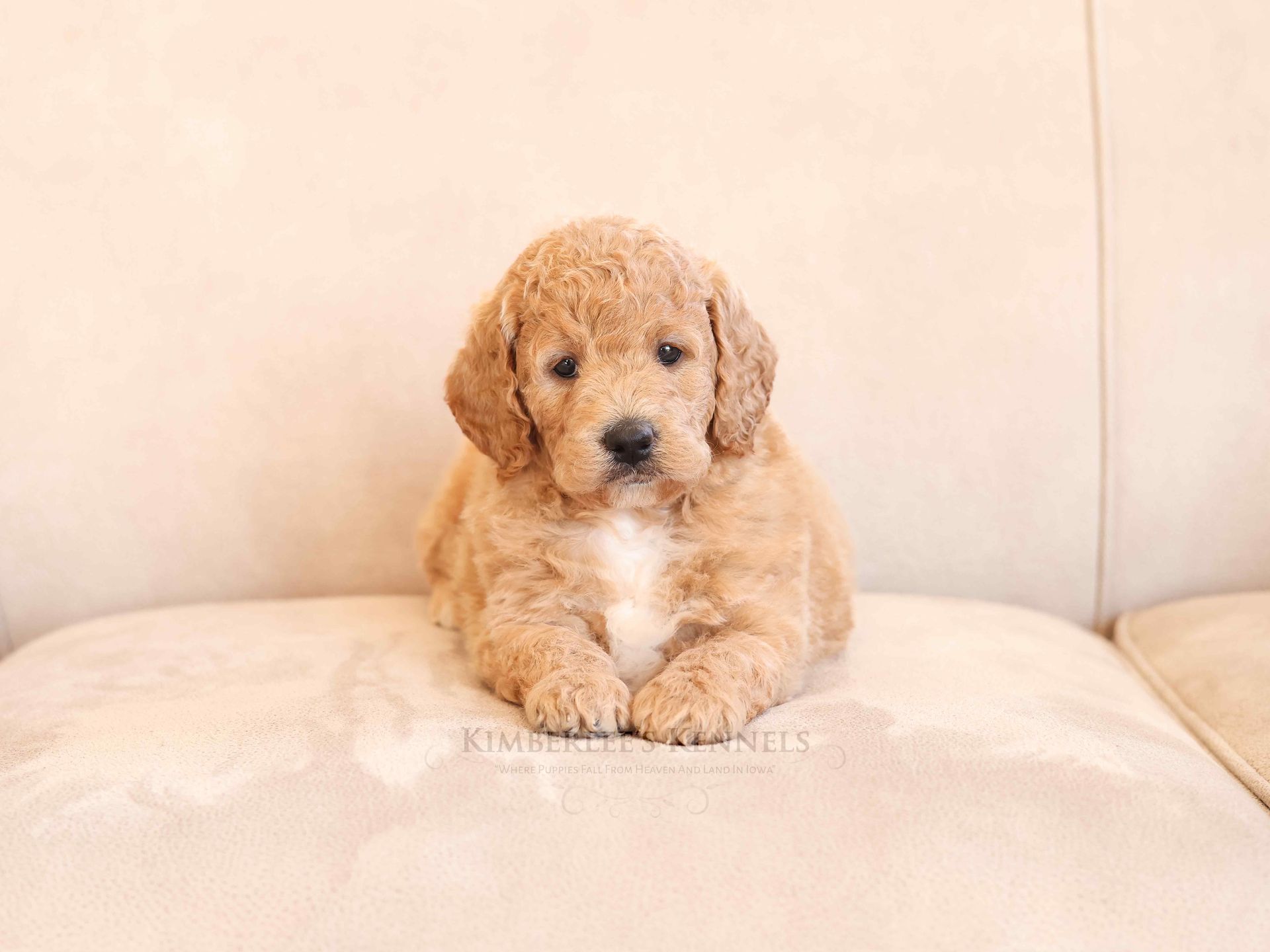 5 week old englishdoodle puppy on velvet couch