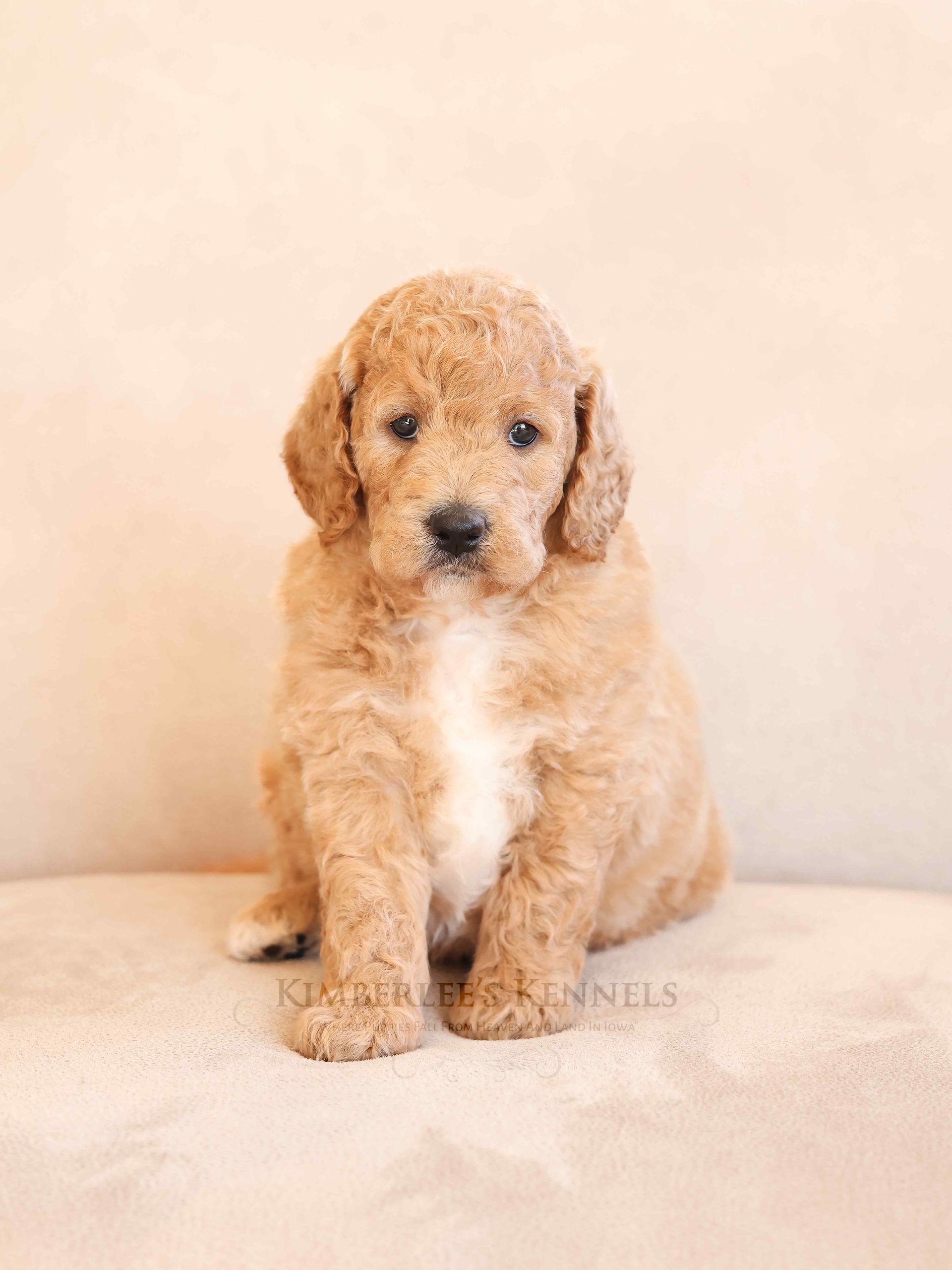 Curly coat englishdoodle puppy on cream colored couch