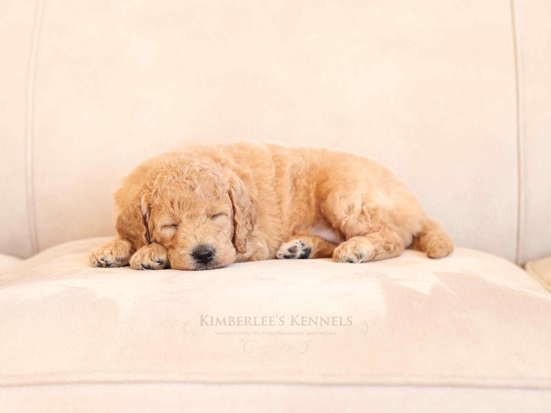 6 week old englishdoodle puppy sleeping on soft couch