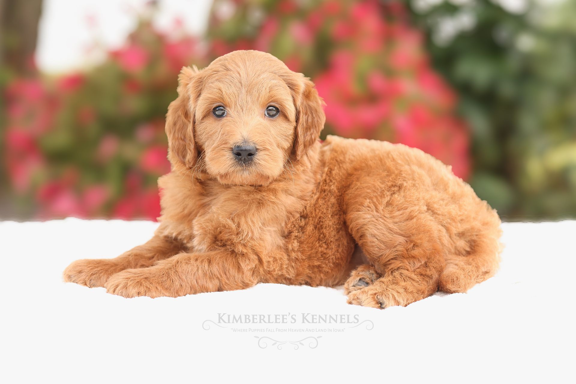 Miniature Goldendoodle Puppy 5 weeks old with flowers in the back