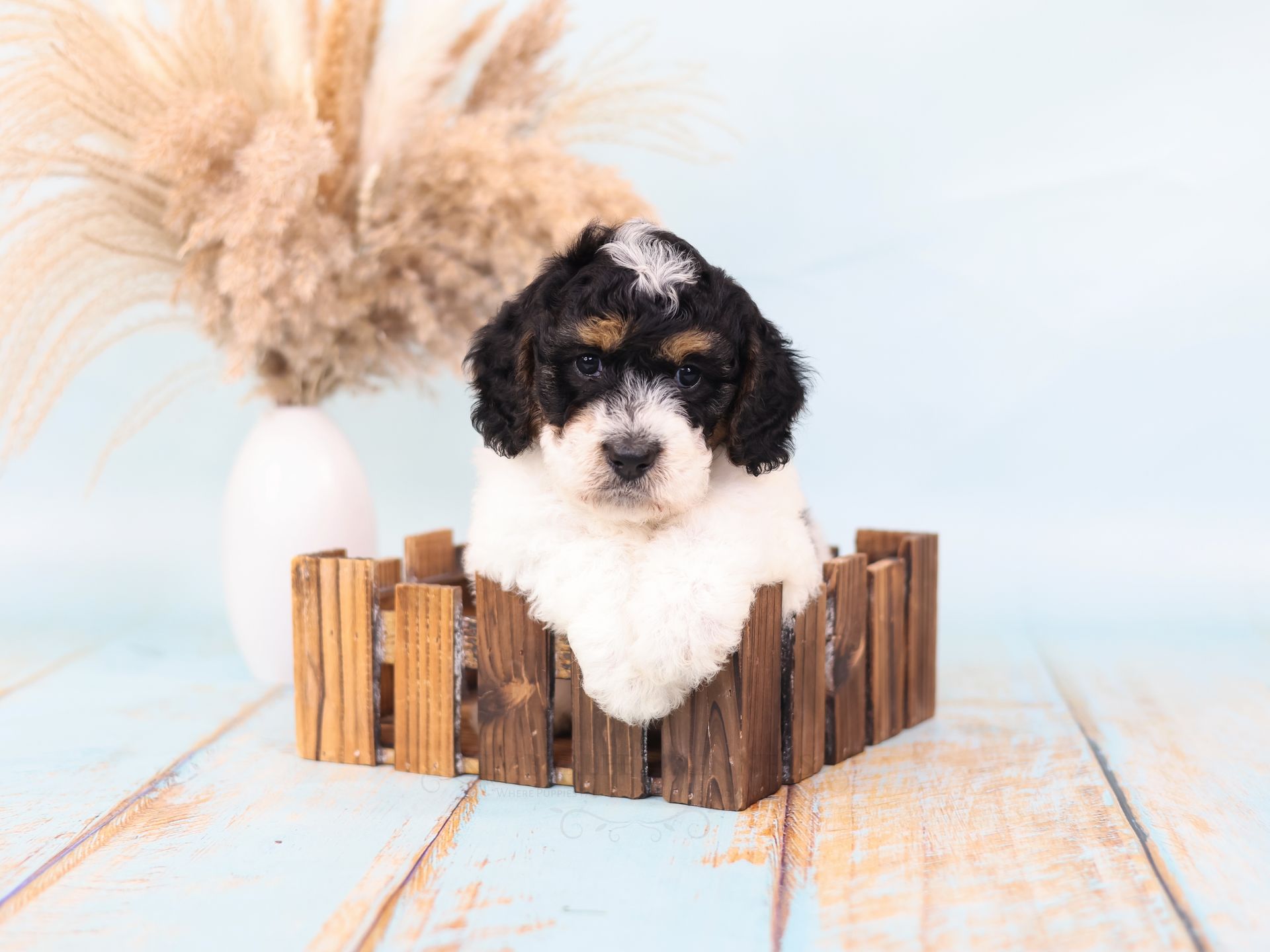 Therapy dog puppies