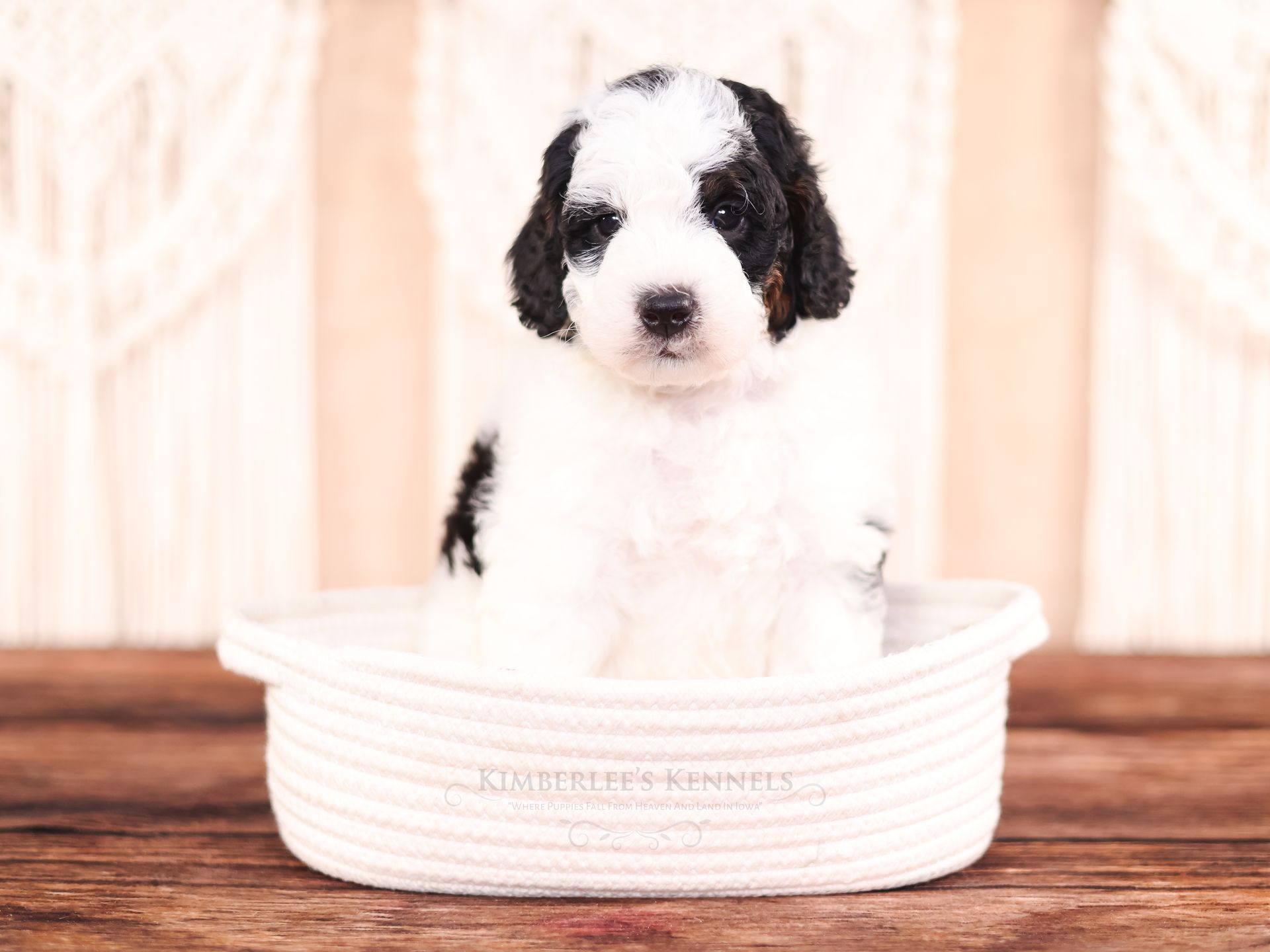5 week old tri-parti bernedoodle puppy
