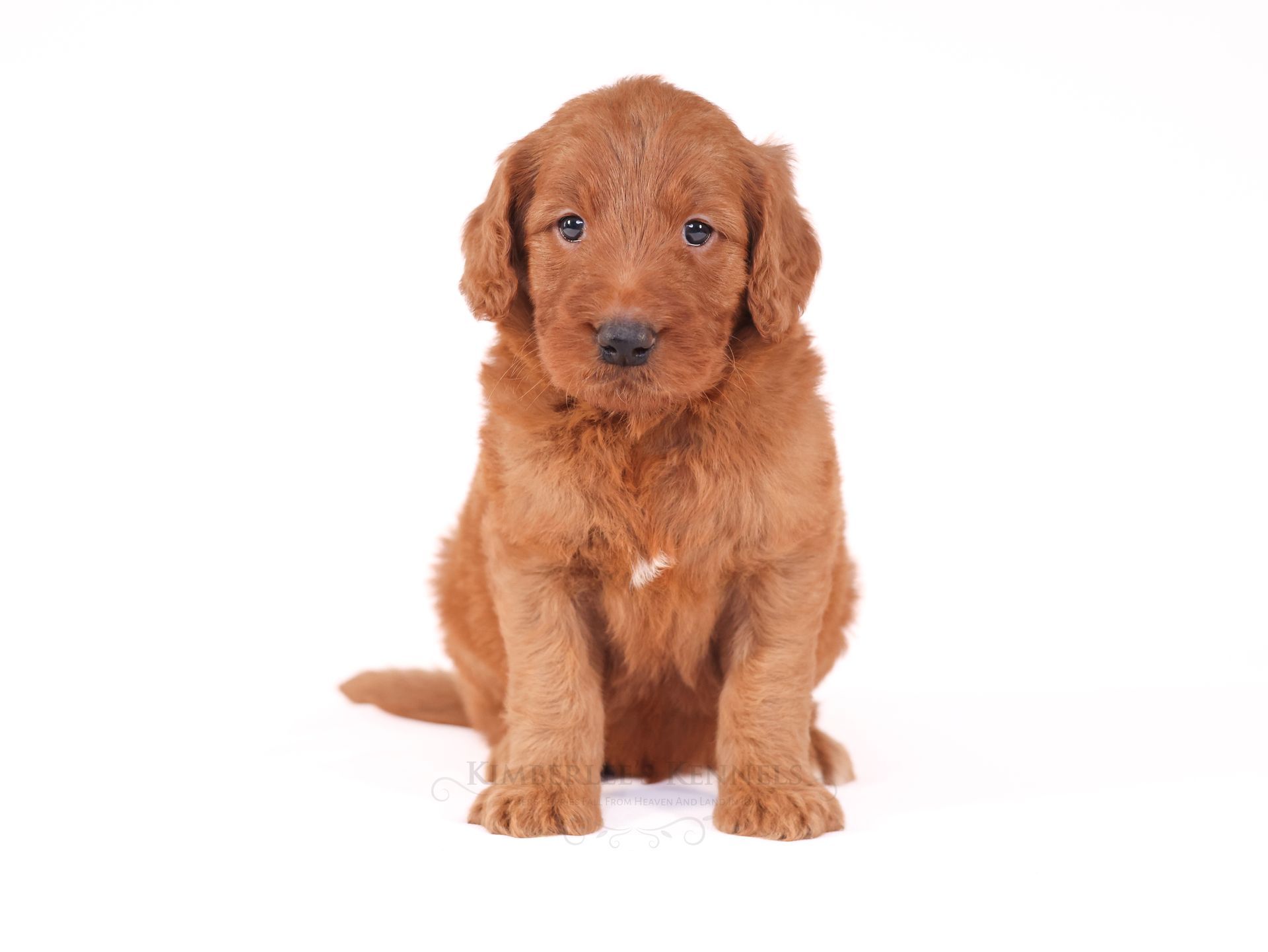 standard goldendoodle puppy with straight coat