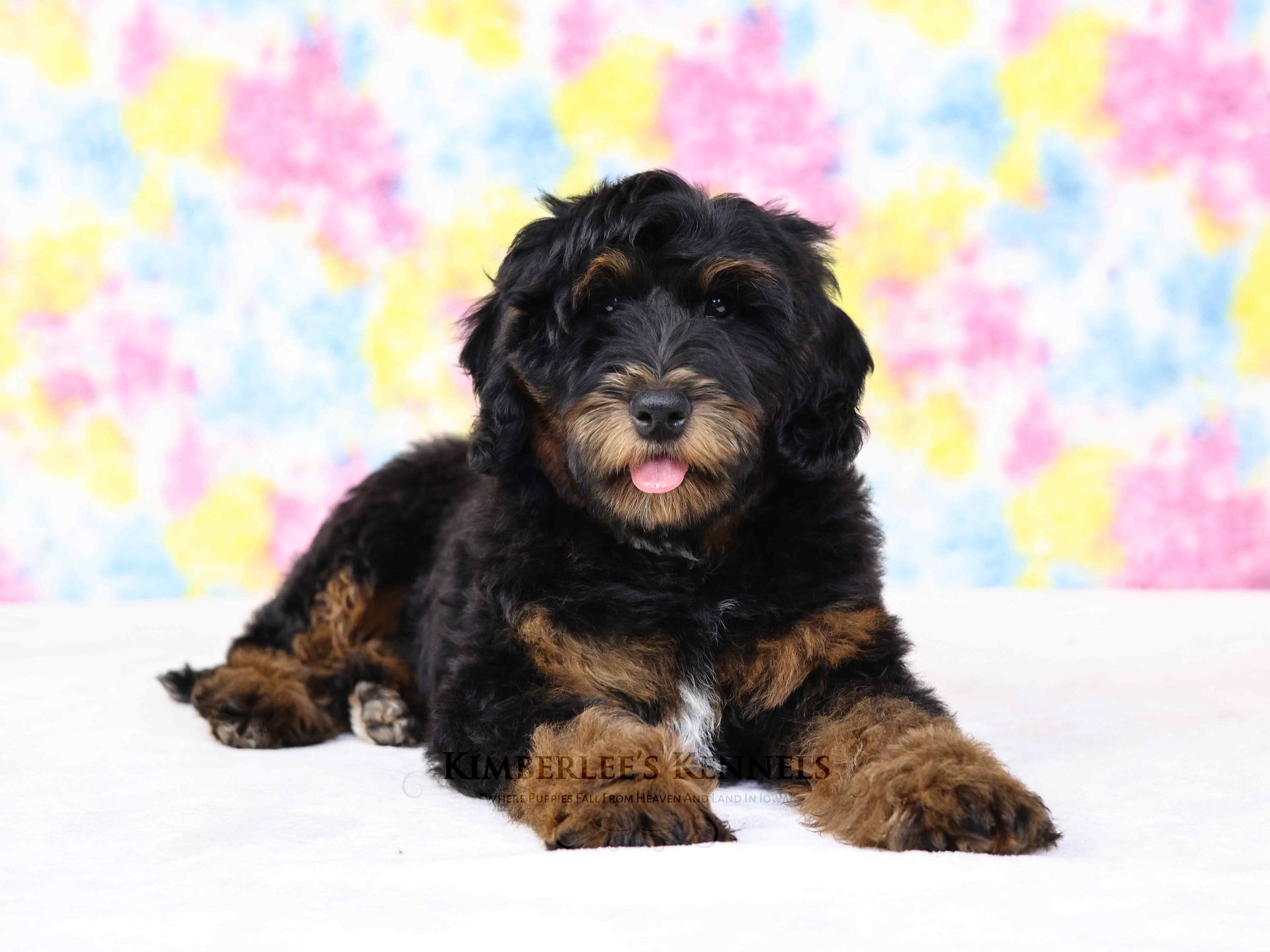 five week old mini bernedoodle laying in front of a tie dye background