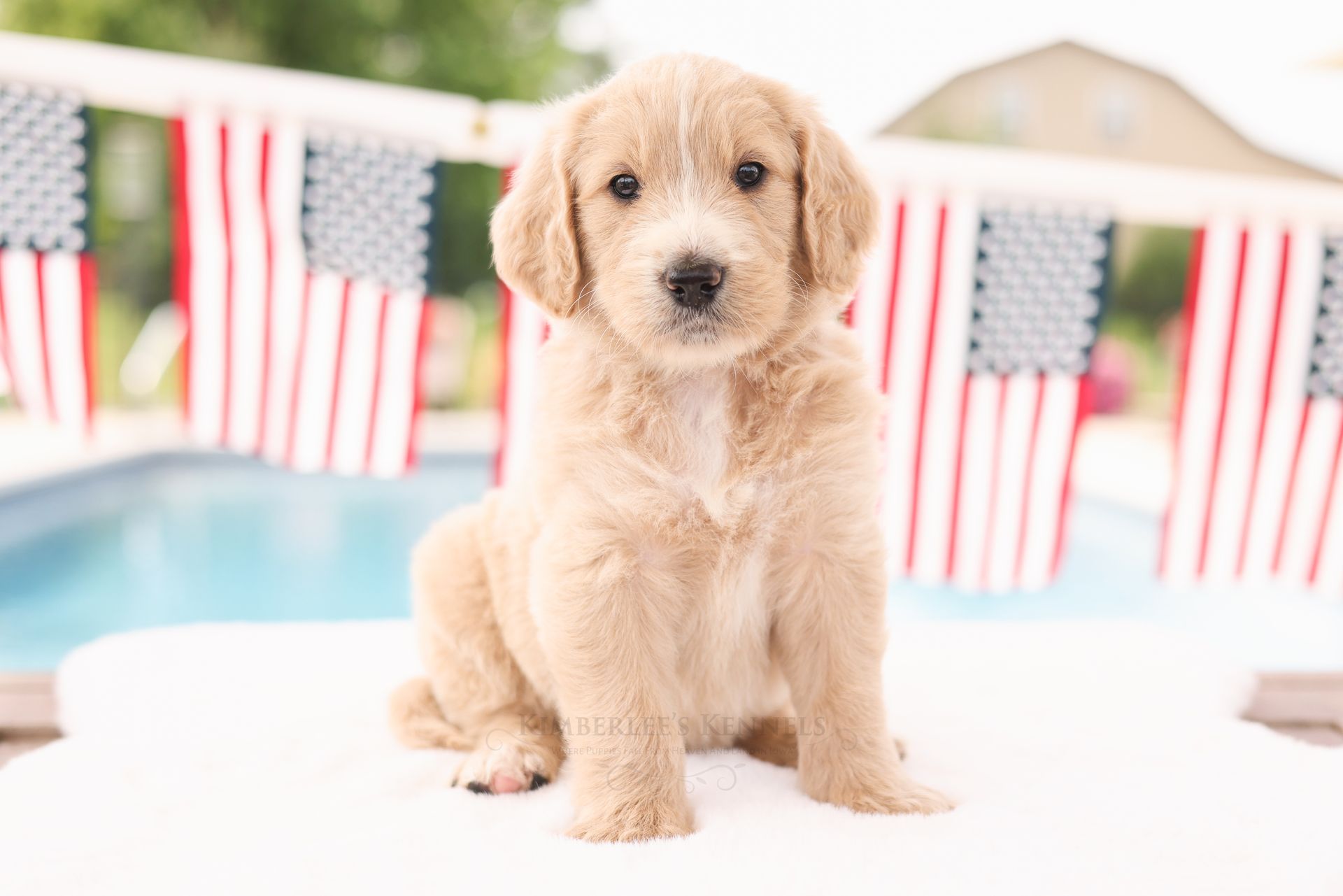 Cream and white 5 week old standard englishdoodle puppy