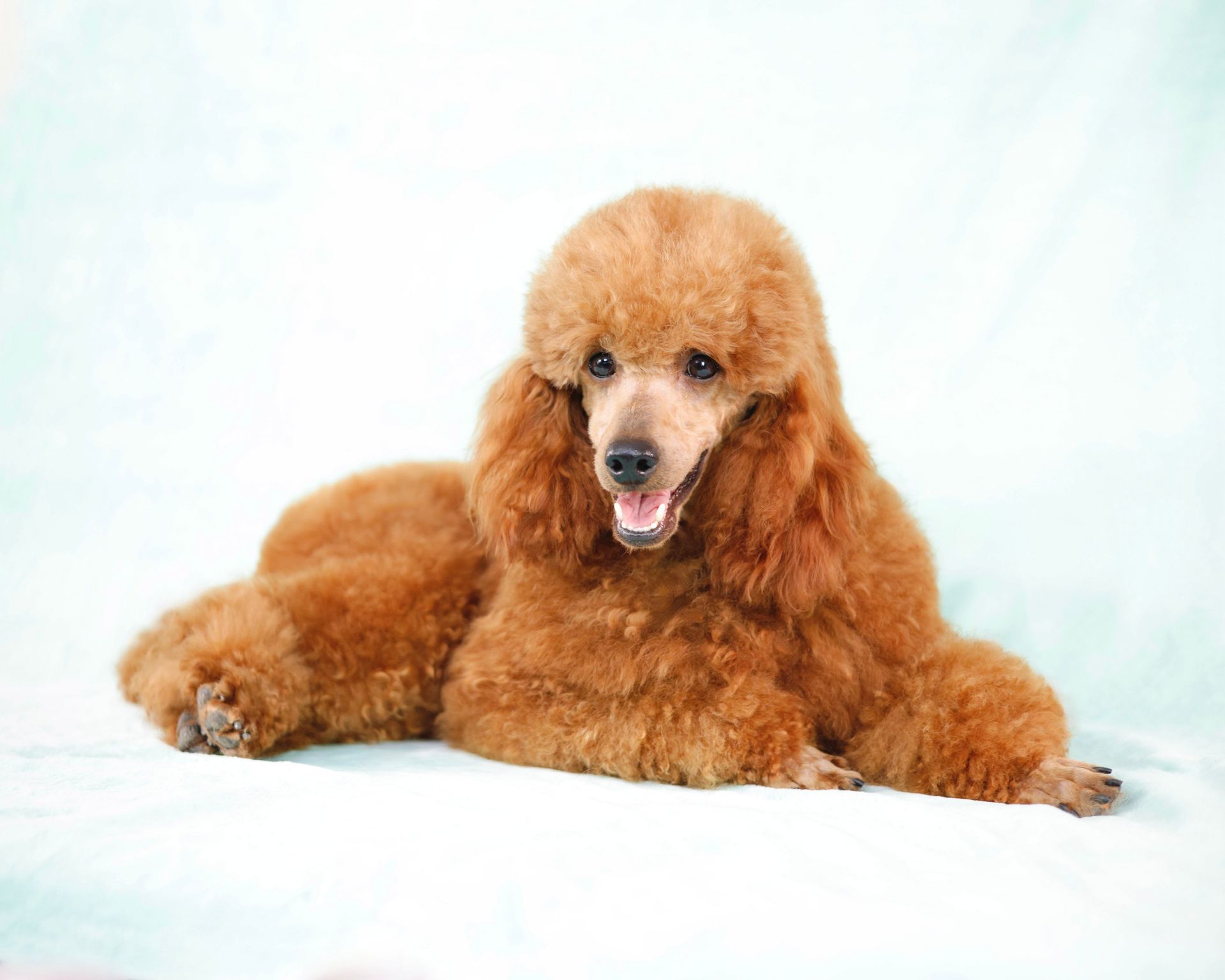 Adult Miniature Red Poodle Laying in front of a blue background
