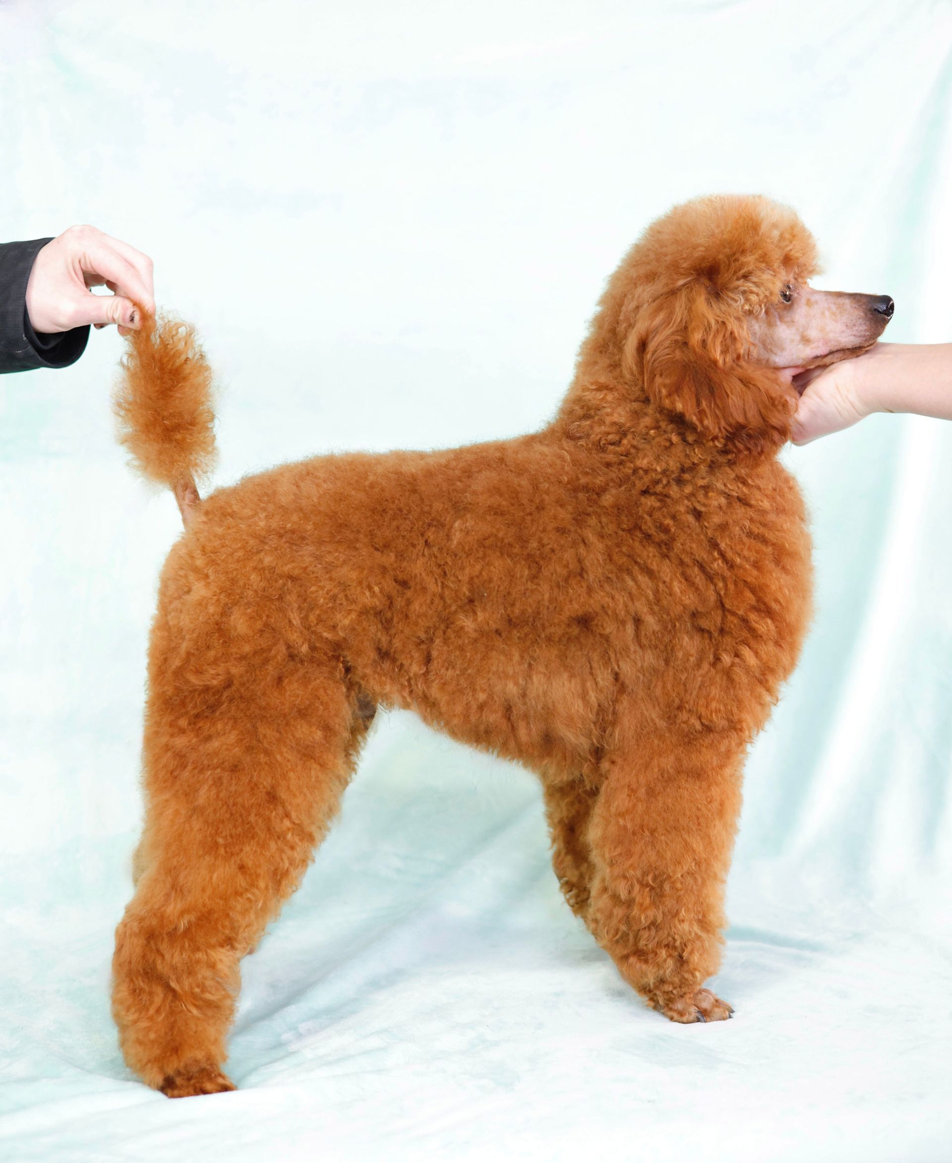 Stack Photo of a male mini red poodle