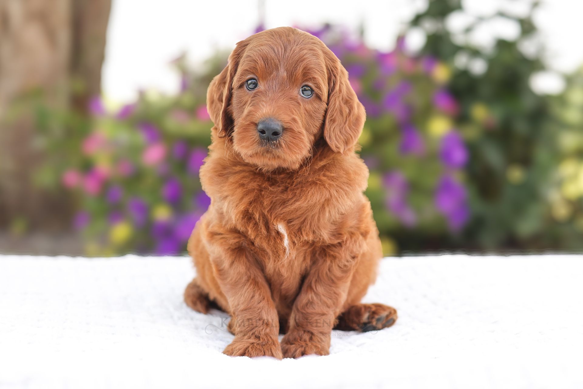 6 week old goldendoodle with deep red coat and floral background
